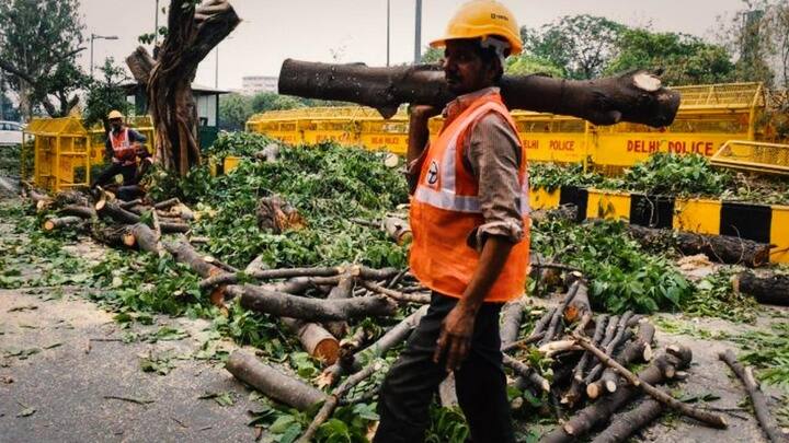 दिल्ली में पिछले पांच सालों से रोजाना काटे जा रहे औसतन आठ पेड़- RTI