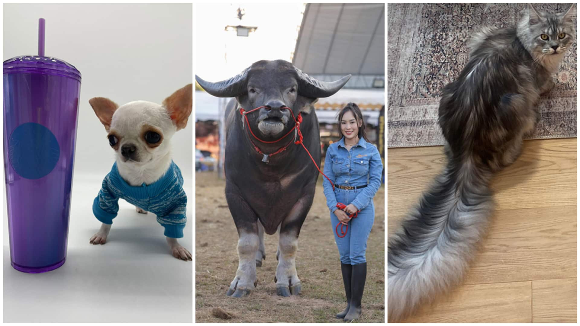 अपने अनोखे रूप से विश्व रिकॉर्ड बनाने वाले जानवर, जो सोशल मीडिया पर हैं वायरल