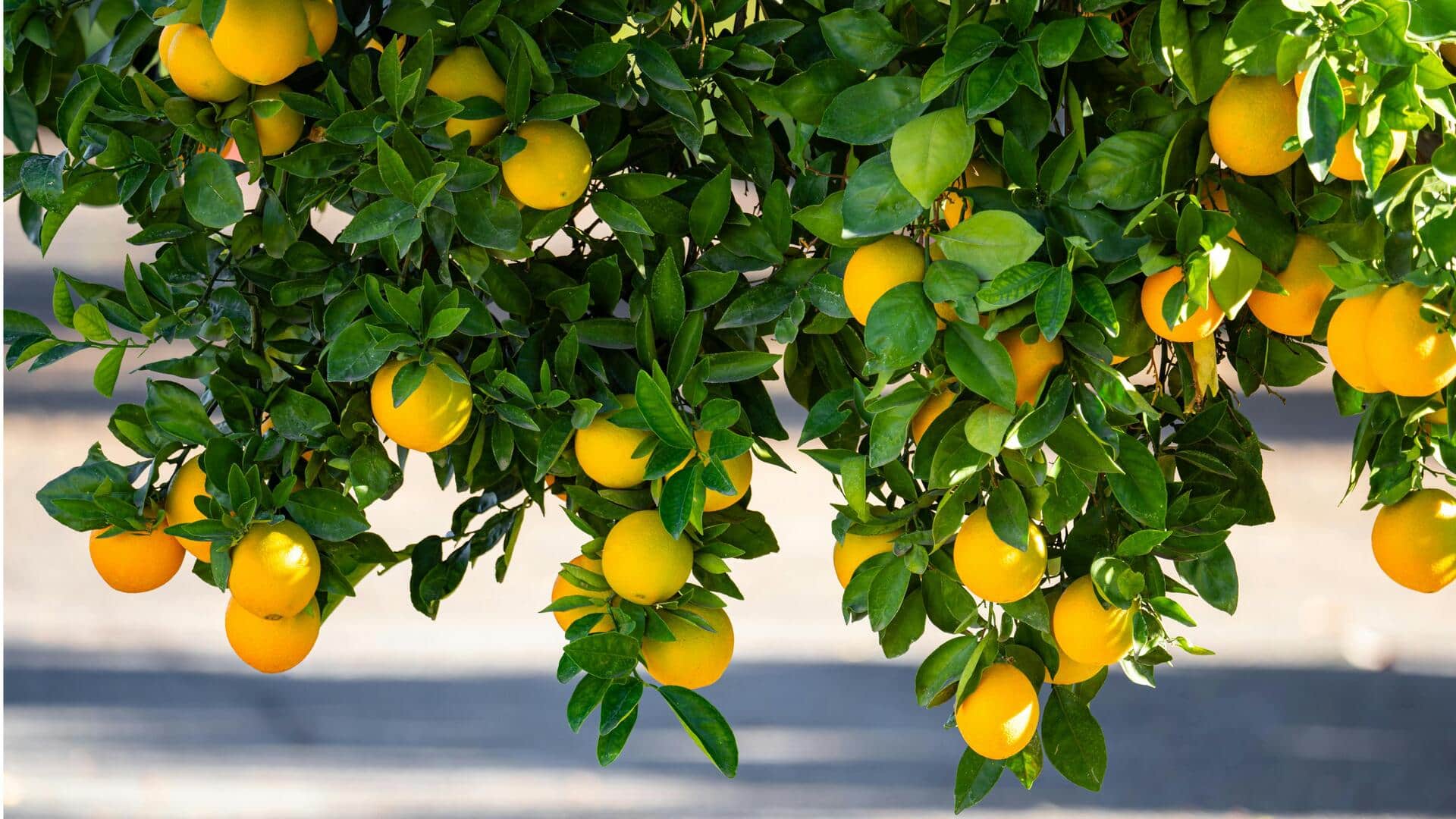 अपने बालकनी गार्डन में आसानी से उगाएं नींबू, अपनाएं ये तरीके