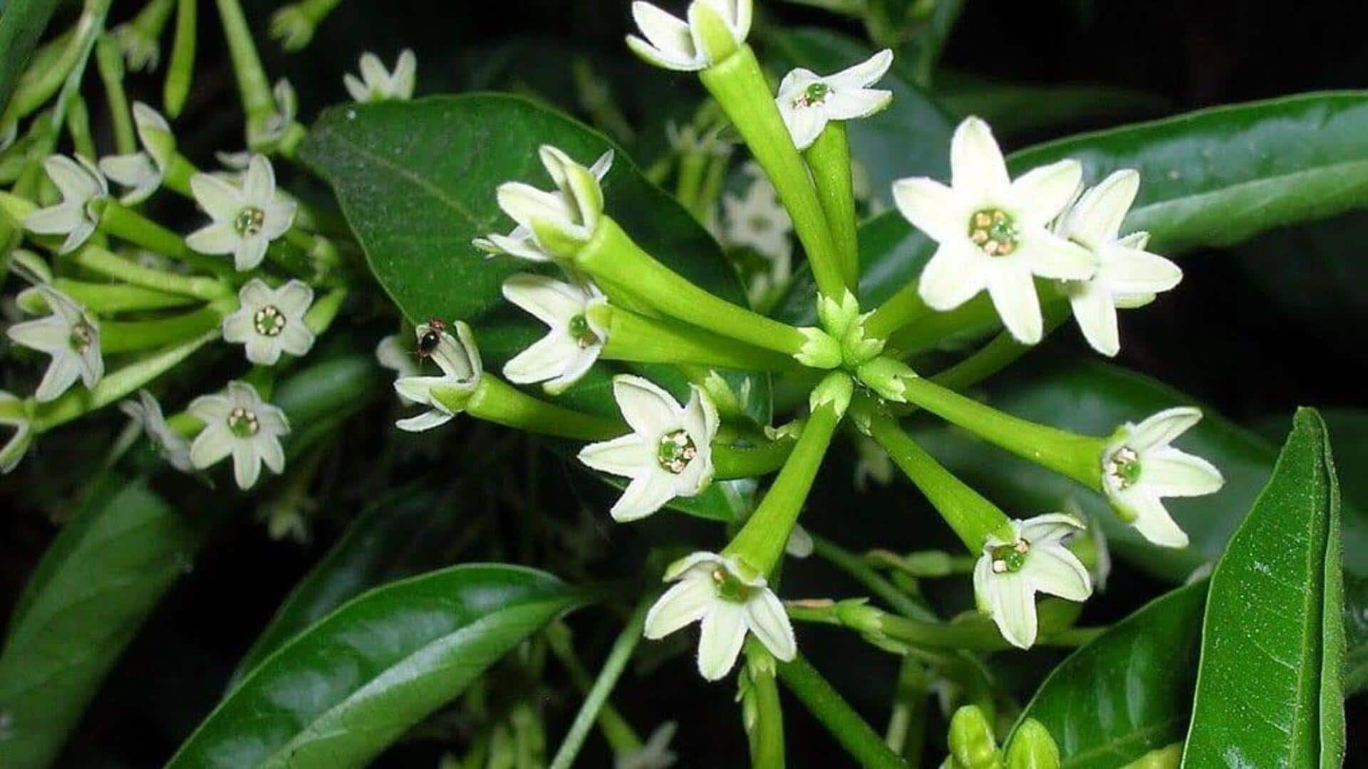 रात की रानी के फूलों को उगाना चाहते हैं तो ध्यान में रखें ये बातें