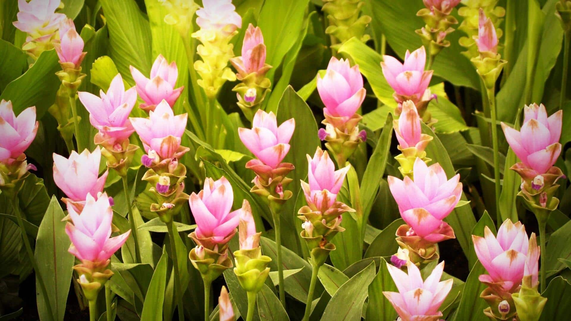 हल्दी के फूलों को इन 5 तरीकों से करें इस्तेमाल, मिलेंगे कई स्वास्थ्य लाभ