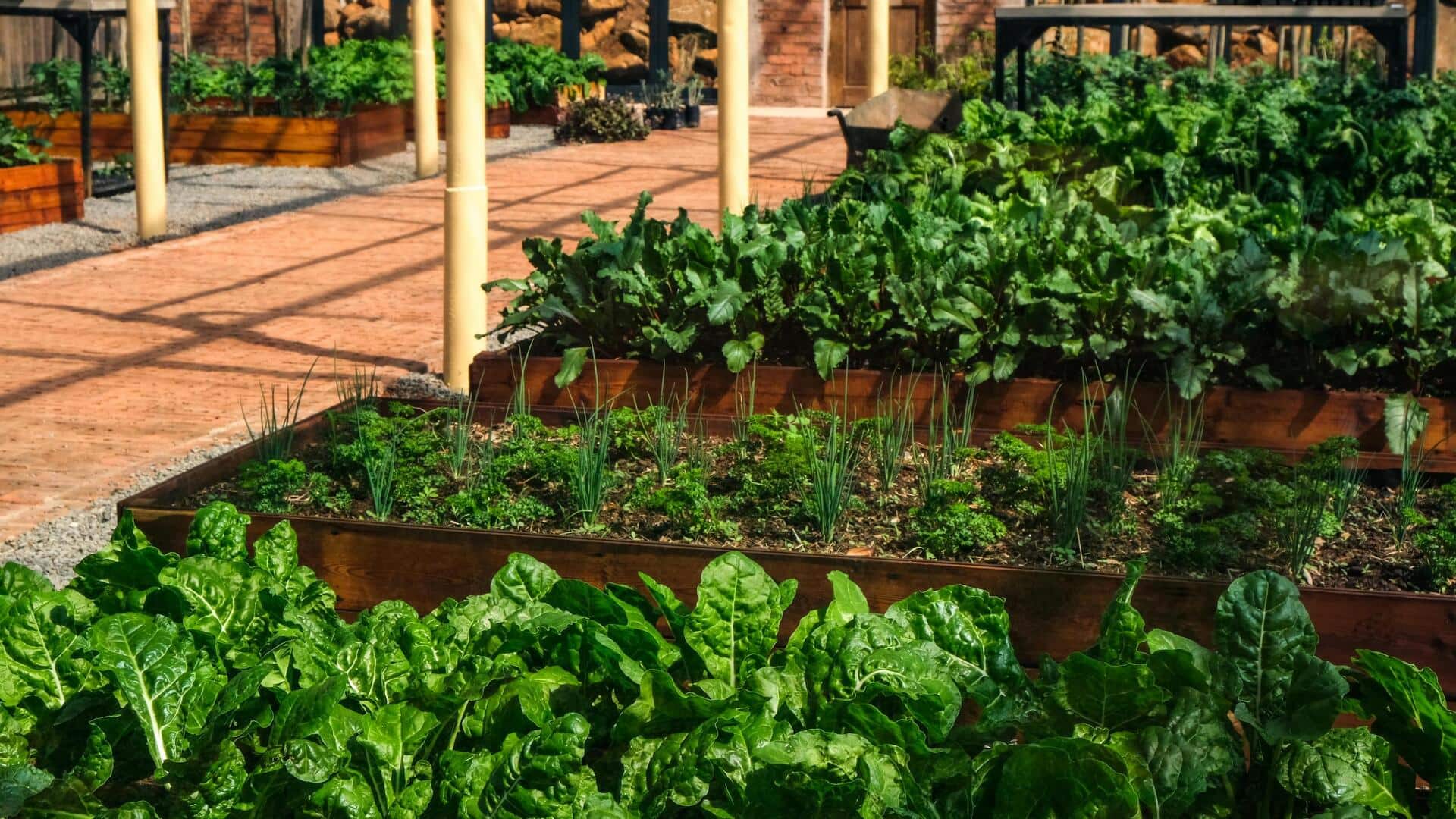 किचन गार्डन बनाकर मिल सकते हैं कई फायदे, जानिए कैसे