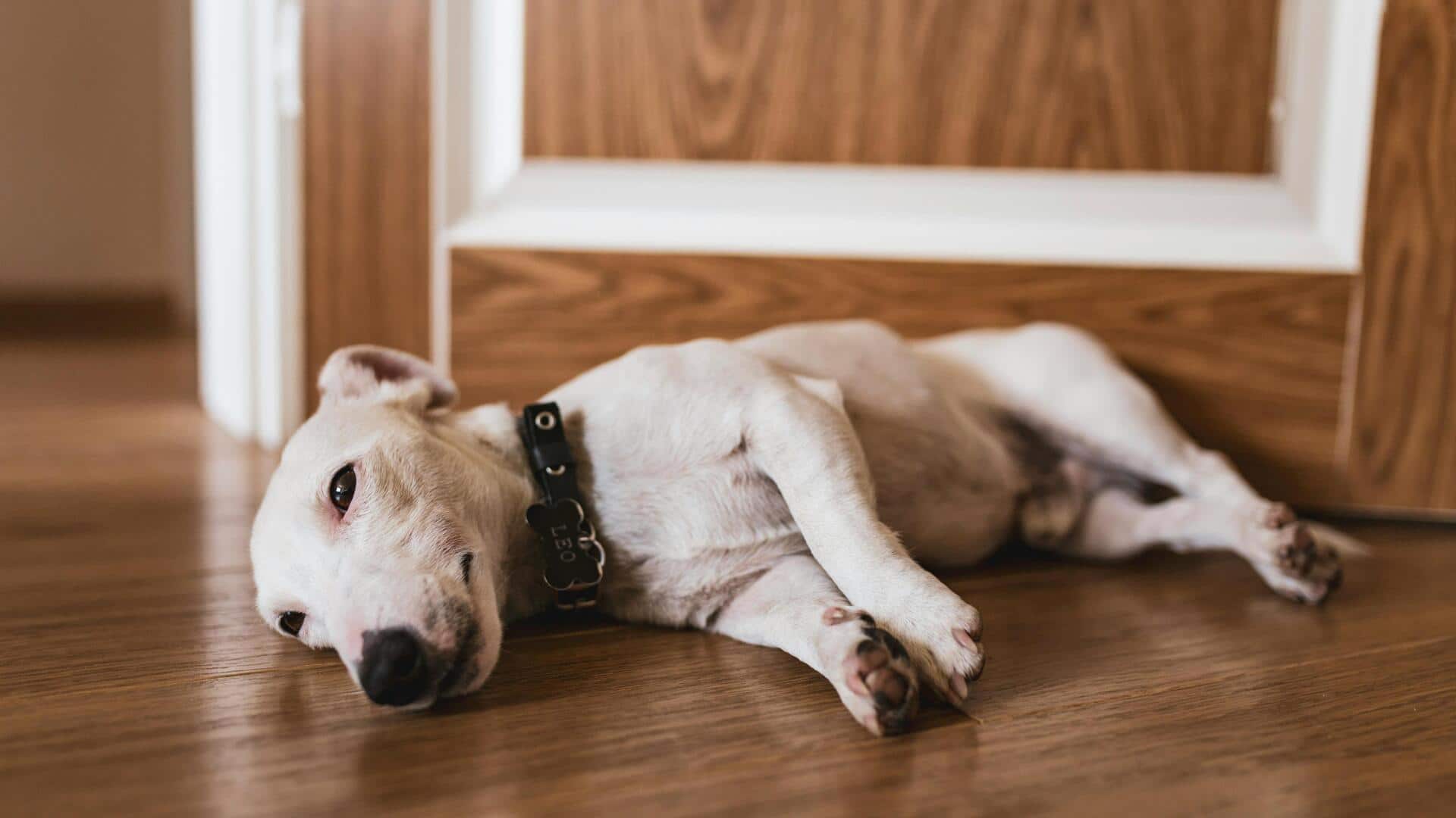 गर्मियों में पालतू जानवरों को हो सकता है हीट स्ट्रोक, इन 5 संकेतों से पहचानें