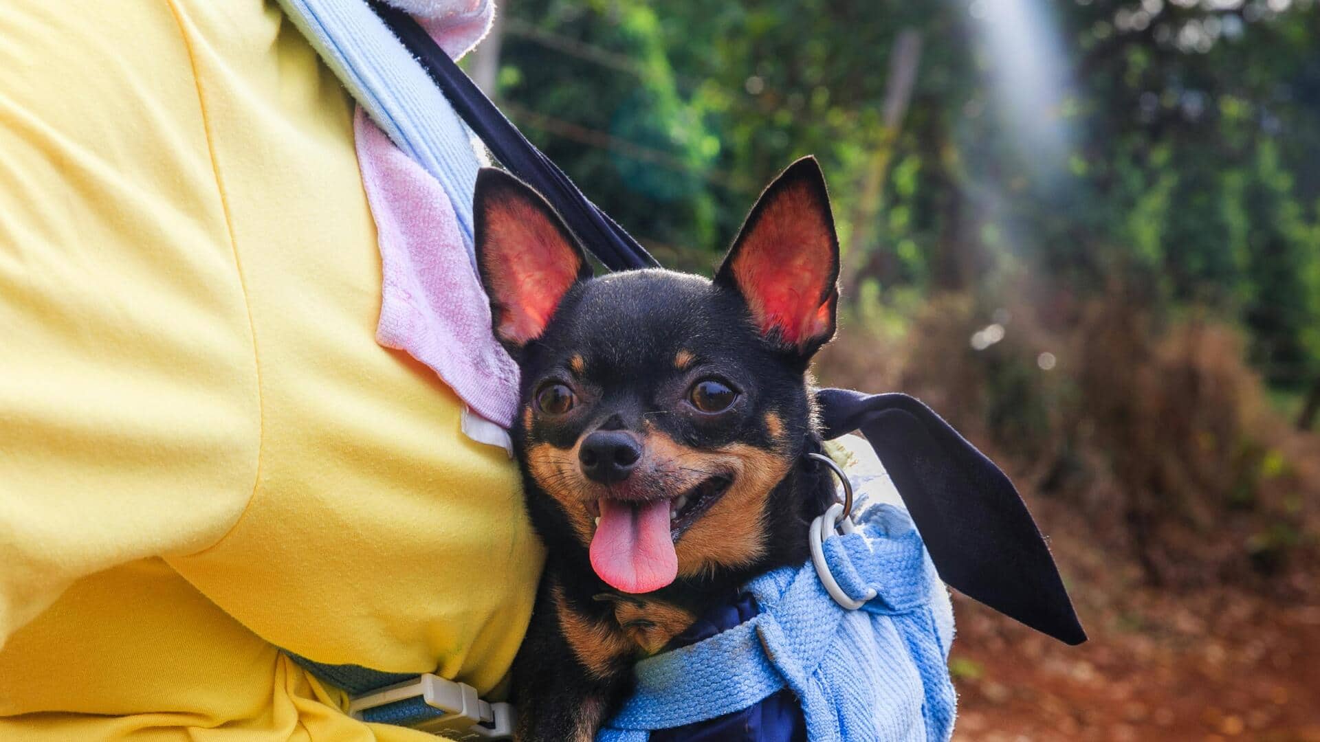 चिहुआहुआ कुत्ते को सर्दियों के दौरान स्वस्थ और खुश रखने के लिए अपनाएं ये तरीके