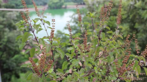 सर्दियों में सूख जाता है तुलसी का पौधा? हरा-भरा रखने के लिए अपनाएं ये तरीके