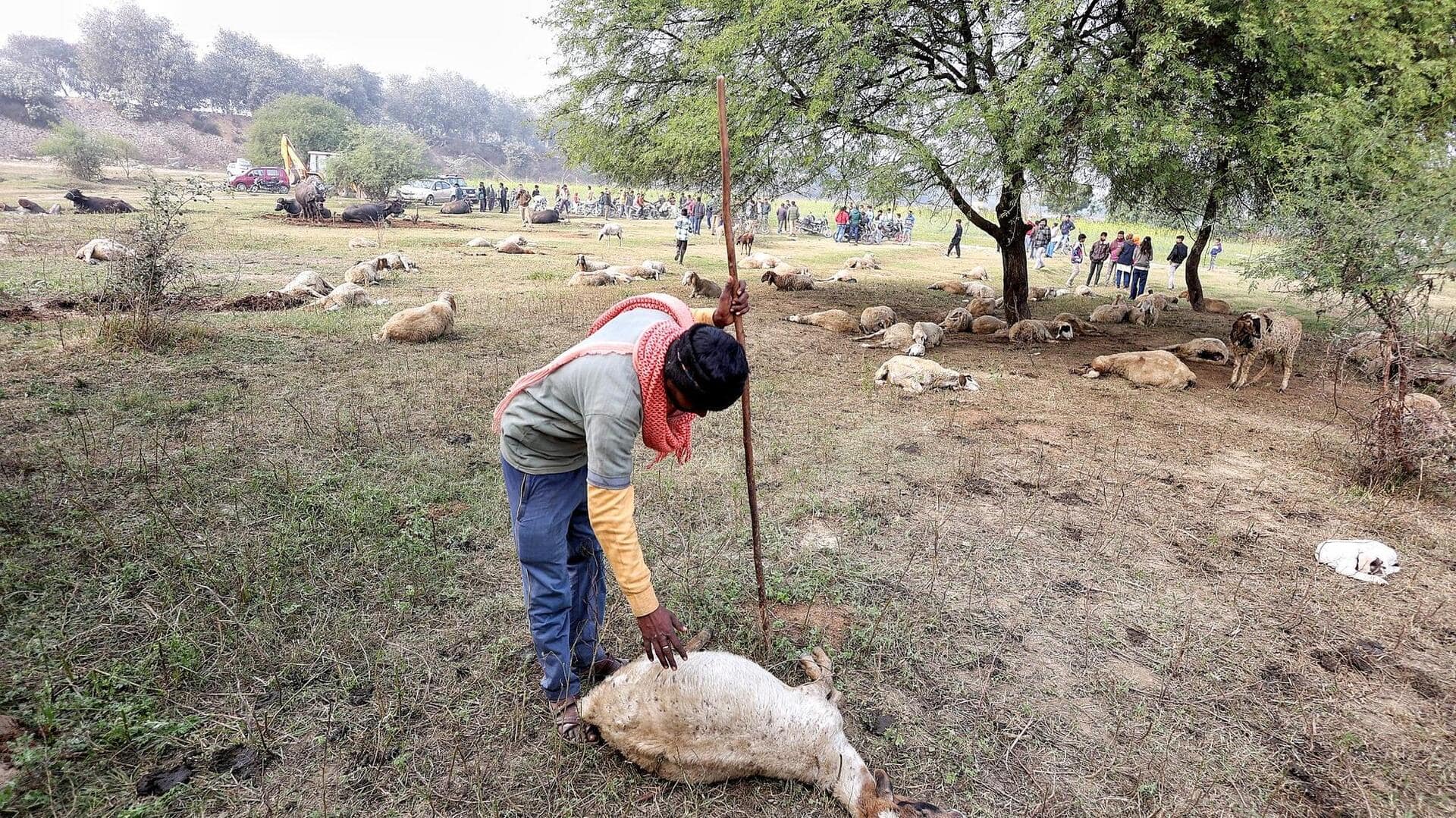 लखनऊ में 25 दिसंबर को खुले राष्ट्र प्रेरणा स्थल के पास कैसे मर गईं 170 भेड़ें?