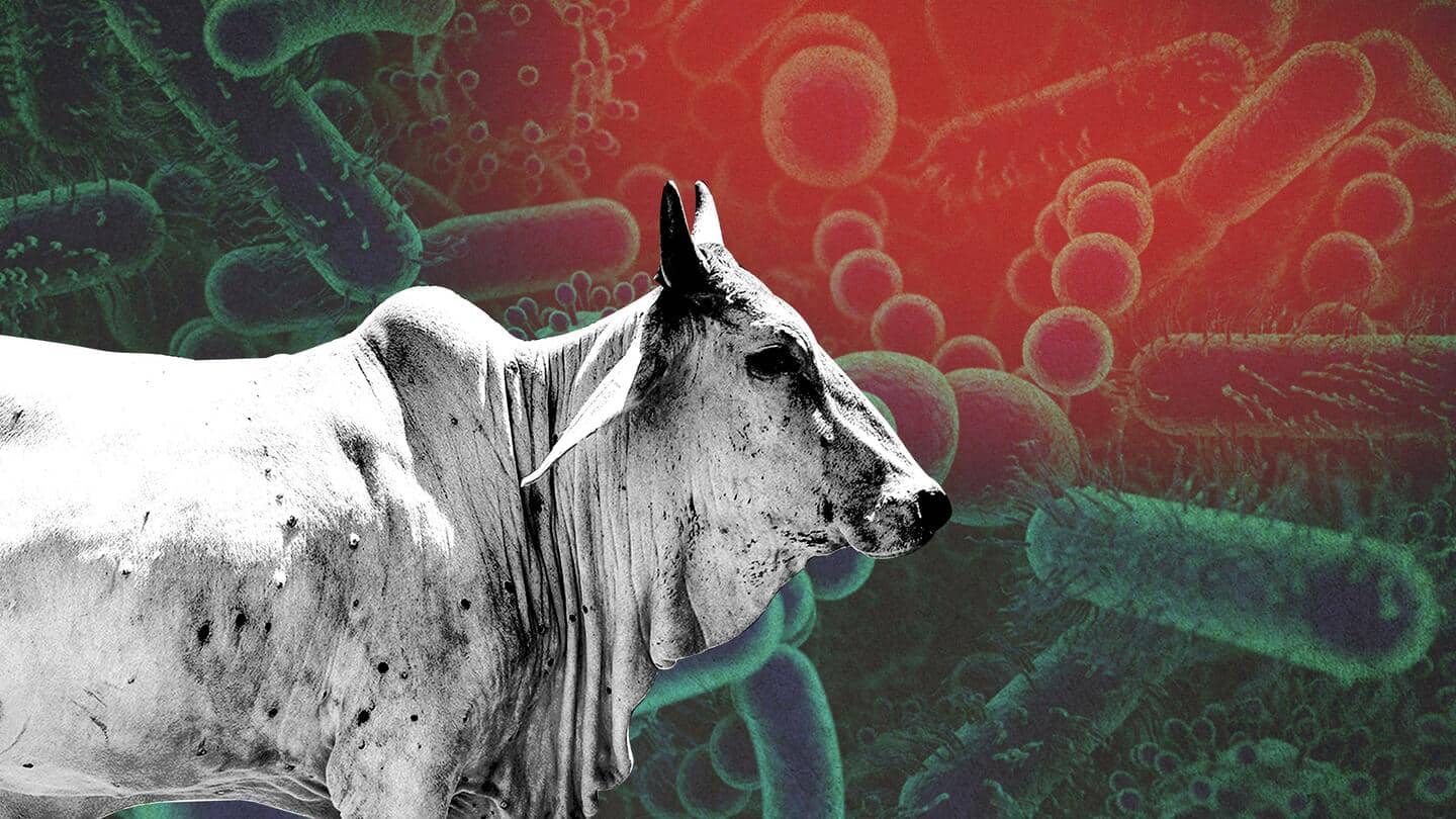 जानवरों में फैली लंपी वायरस बीमारी से कैसे मुकाबला कर रहा है भारत?