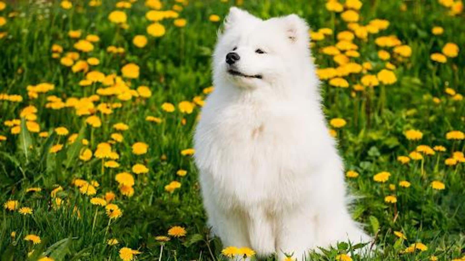  समोयेड कुत्ते के दांतों में नहीं होगी कोई दिकक्त, ऐसे करें उनके दांतों की देखभाल