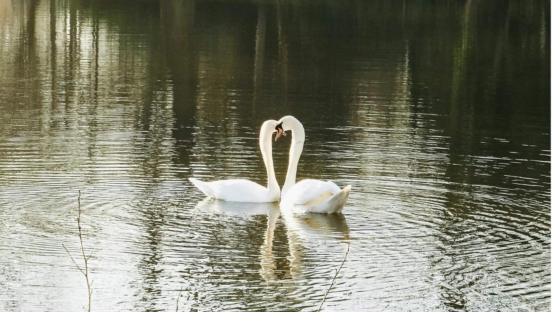 जीवनभर अपने साथी के साथ निभाते हैं ये जानवर, जानें इनके बारे में