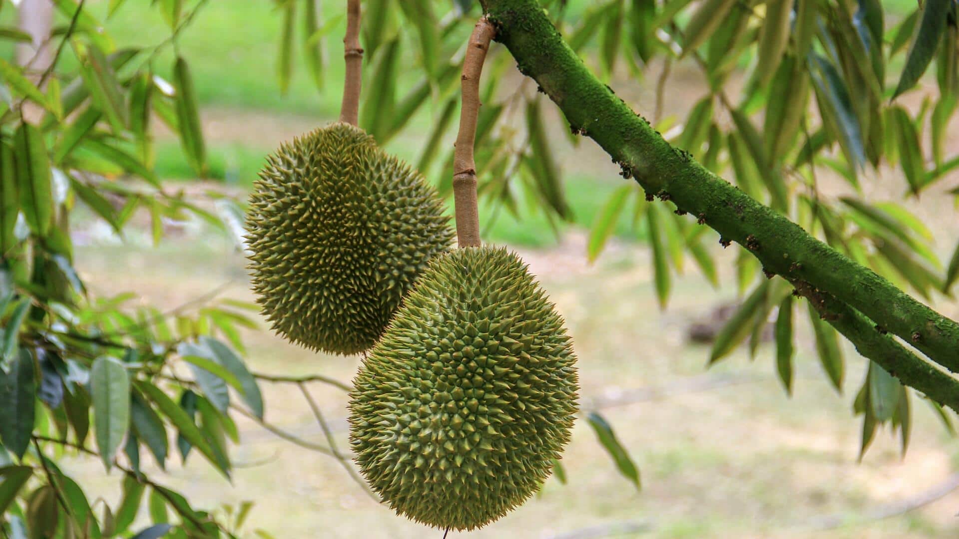 कटहल बनाम ड्यूरियन: जानिए इन दोनों फलों में से किसका सेवन है ज्यादा फायदेमंद