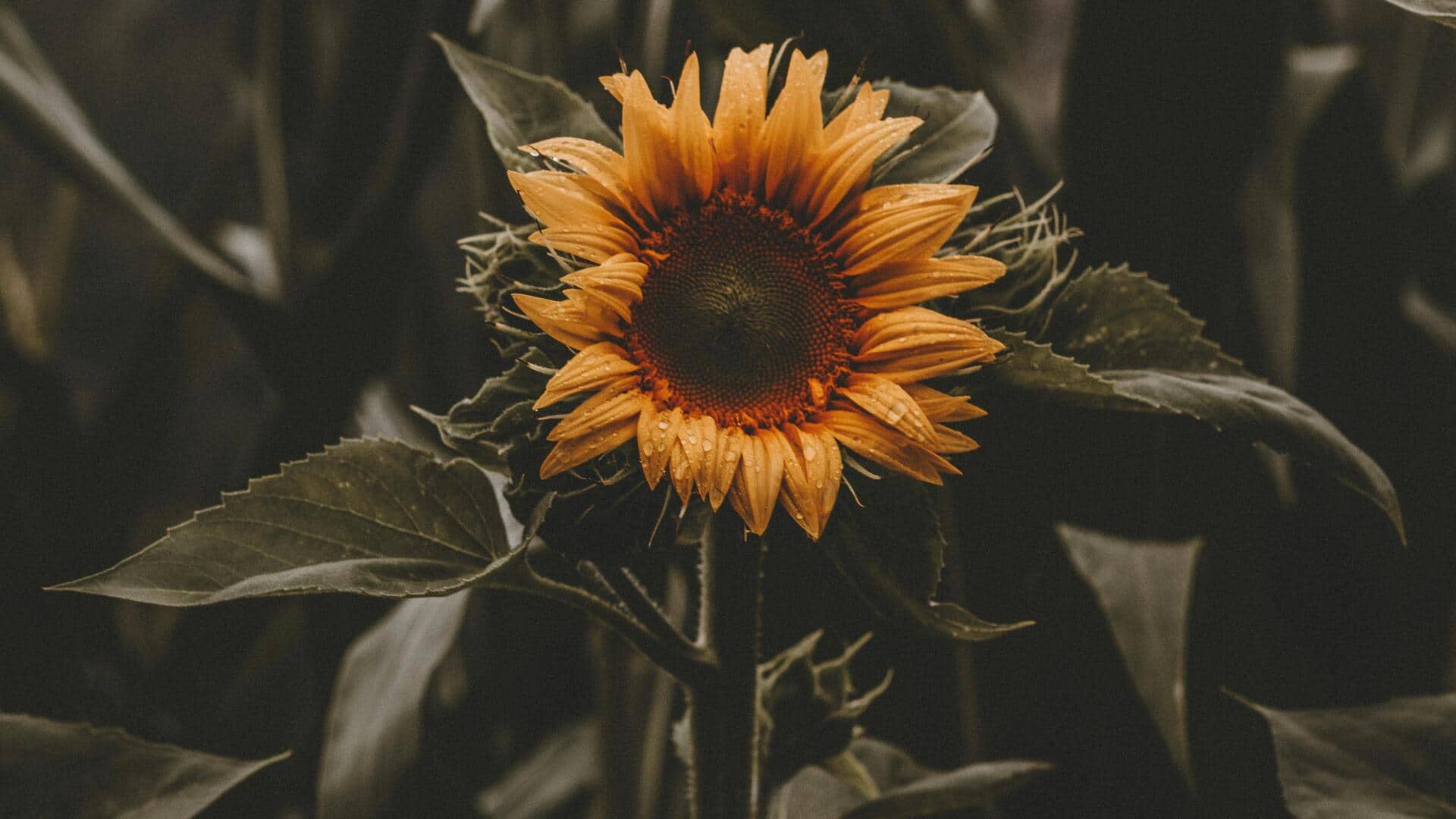 सर्दियों के मौसम में अपने बगीचे में लगाएं ये 5 खूबसूरत फूल, घर लगेगा सुंदर