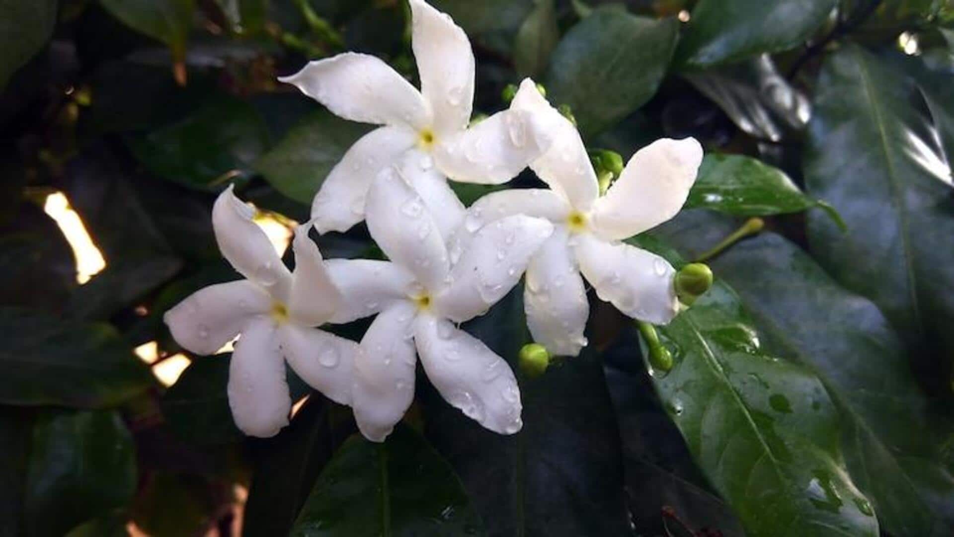 मानसून के दौरान इन 5 फूल वाले पौधों को लगाना होगा फायदेमंद मानसून के दौरान इन 5 फूल वाले पौधों को लगाना होगा फायदेमंद