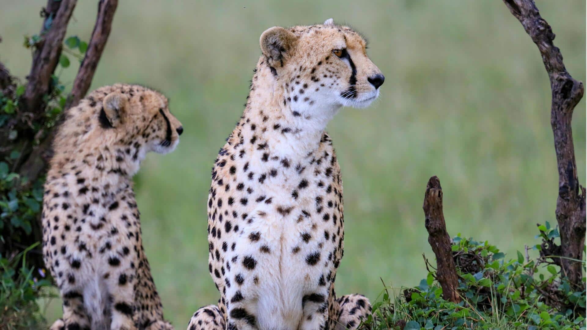 ये 5 जानवर दिखने में लगते हैं खतरनाक, लेकिन इनकी आवाज होती है बहुत प्यारी