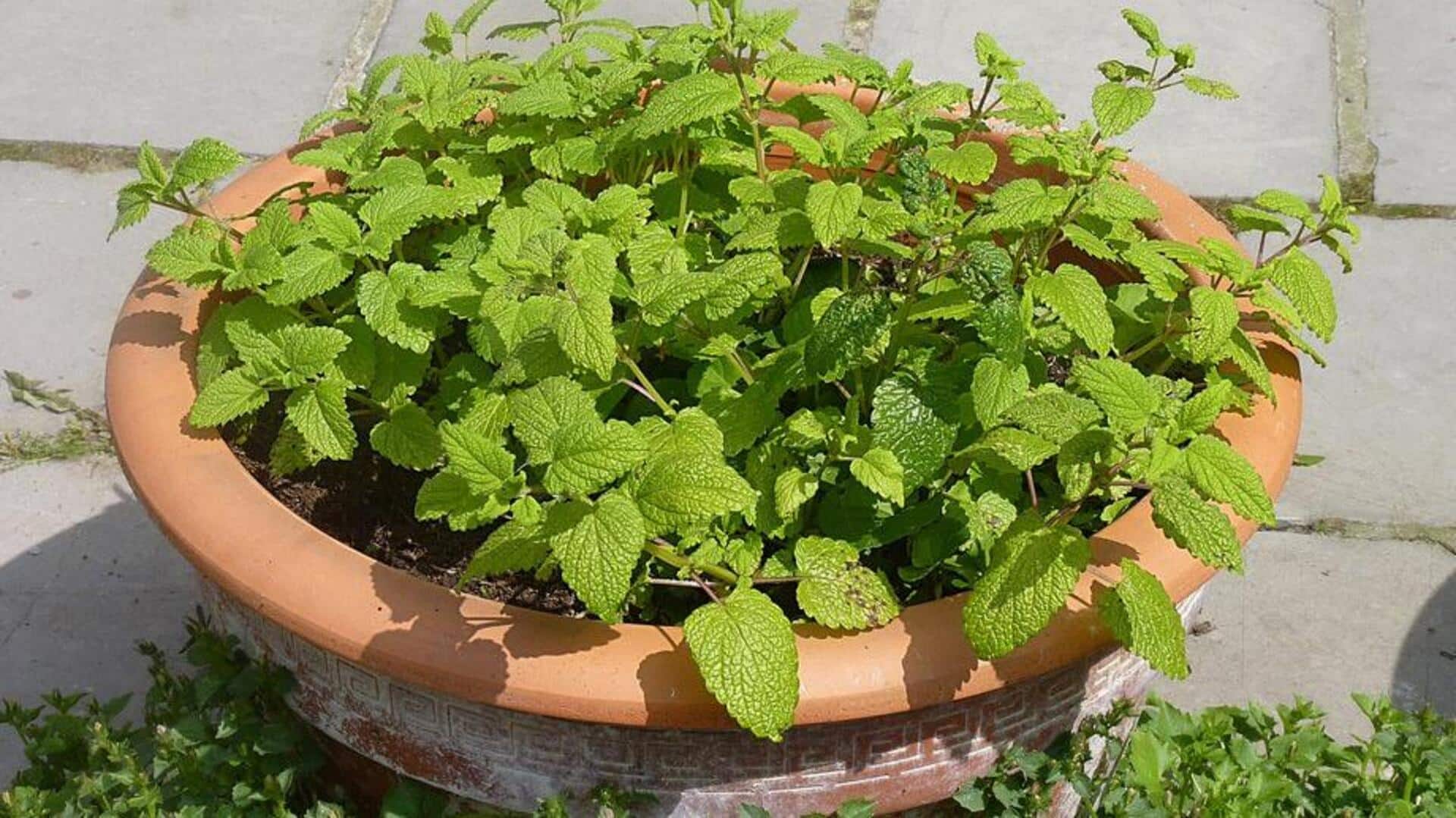 गमले में आसानी से उगाएं लेमन बाम, जानें आसान तरीका