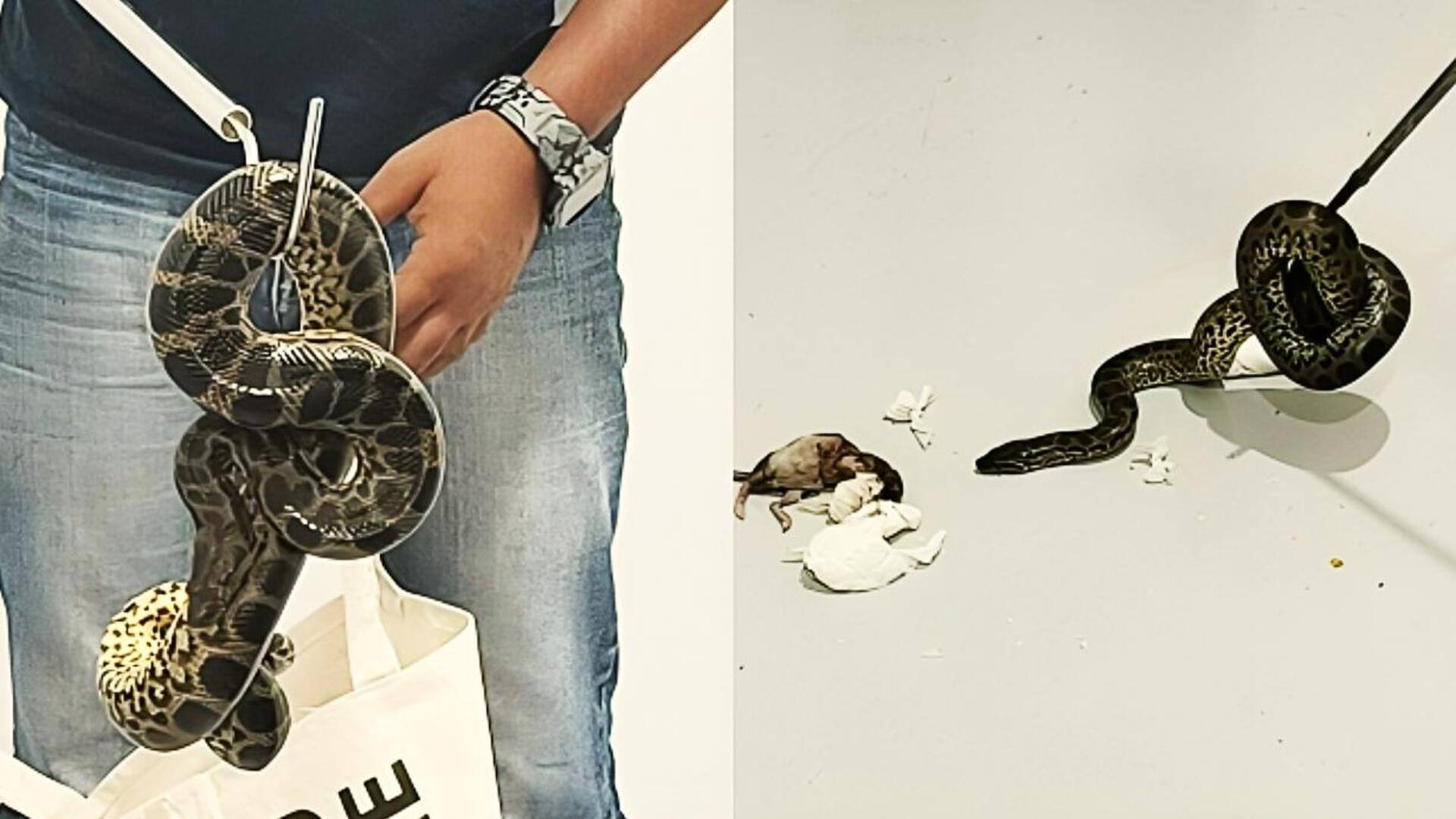 बैंकॉक से बैग में 10 एनाकोंडा छिपाकर ला रहा था तस्कर, बेंगलुरु हवाई अड्डे पर गिरफ्तार