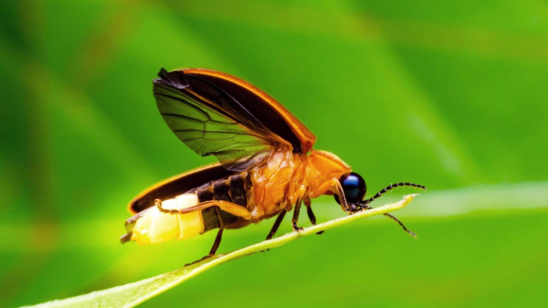 अंधेरे में चमकते हैं ये जानवर, जानिए इनके बारे में कुछ अहम बातें