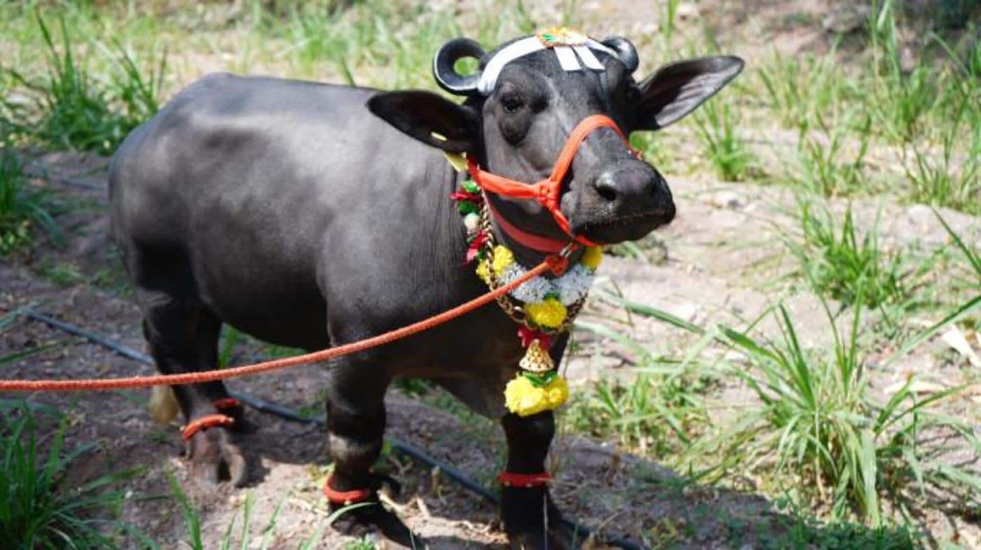 मिलिए दुनिया की सबसे छोटी भैंस 'राधा' से, जानिए कितनी है लंबाई