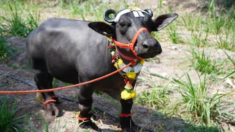 मिलिए दुनिया की सबसे छोटी भैंस 'राधा' से, जानिए कितनी है लंबाई