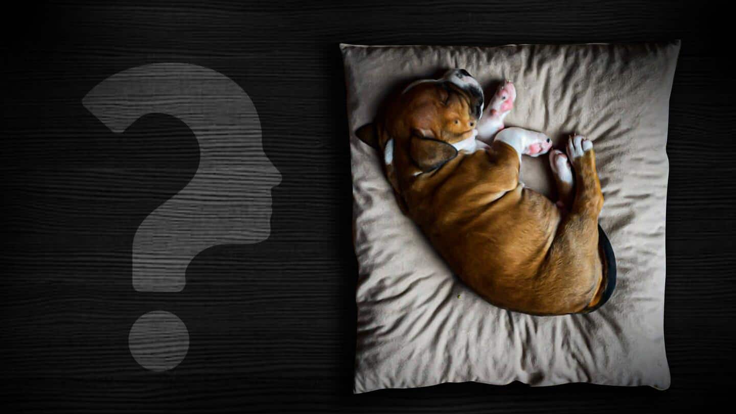 किस तरह सोता है आपका कुत्ता? जानिए उनकी 5 स्थितियों का असली मतलब