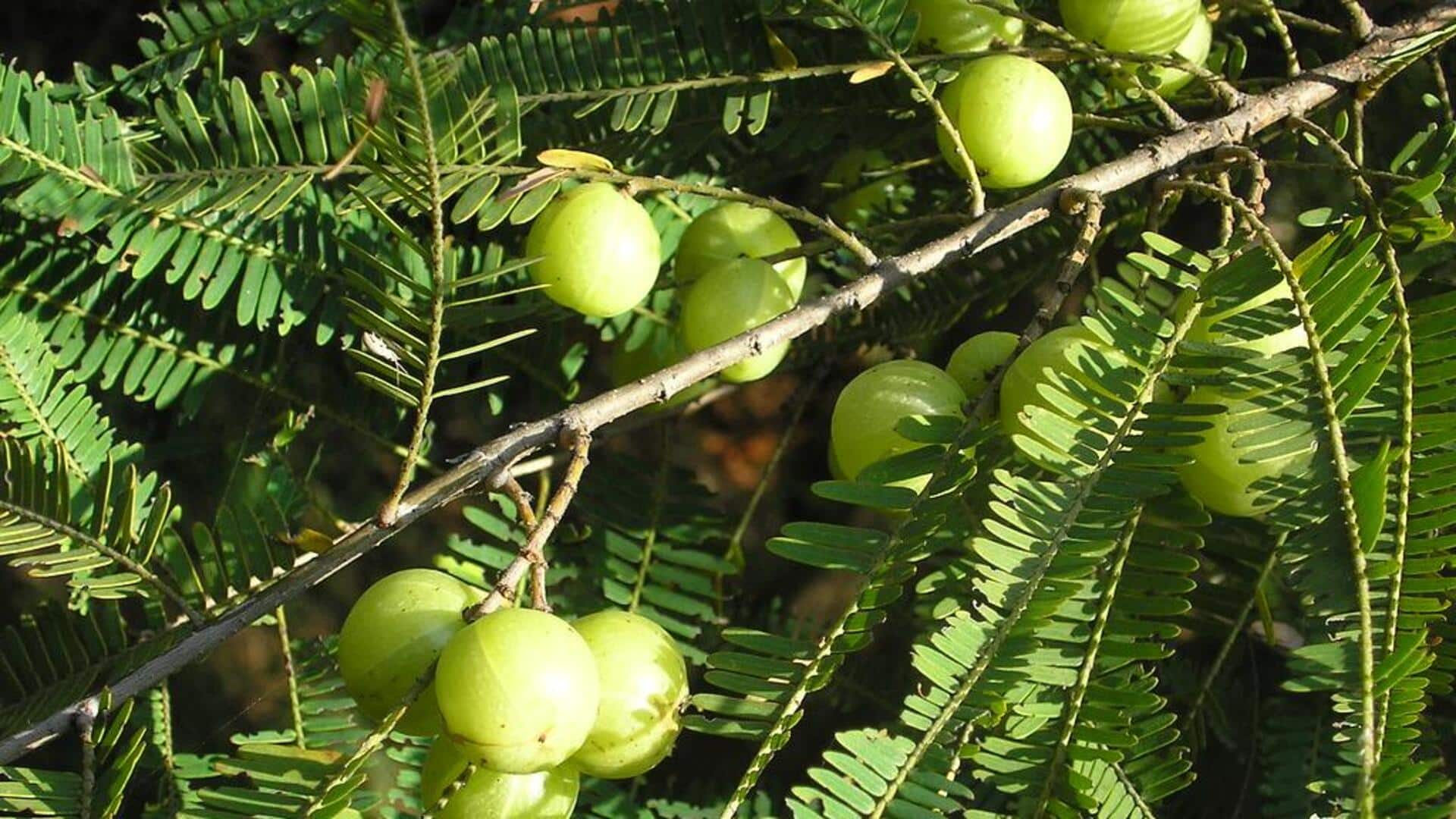 इन 5 लोगों के लिए आंवला का सेवन करना हो सकता है नुकसानदायक, जानिए क्यों इन 5 लोगों के लिए आंवला का सेवन करना हो सकता है नुकसानदायक, जानिए क्यों