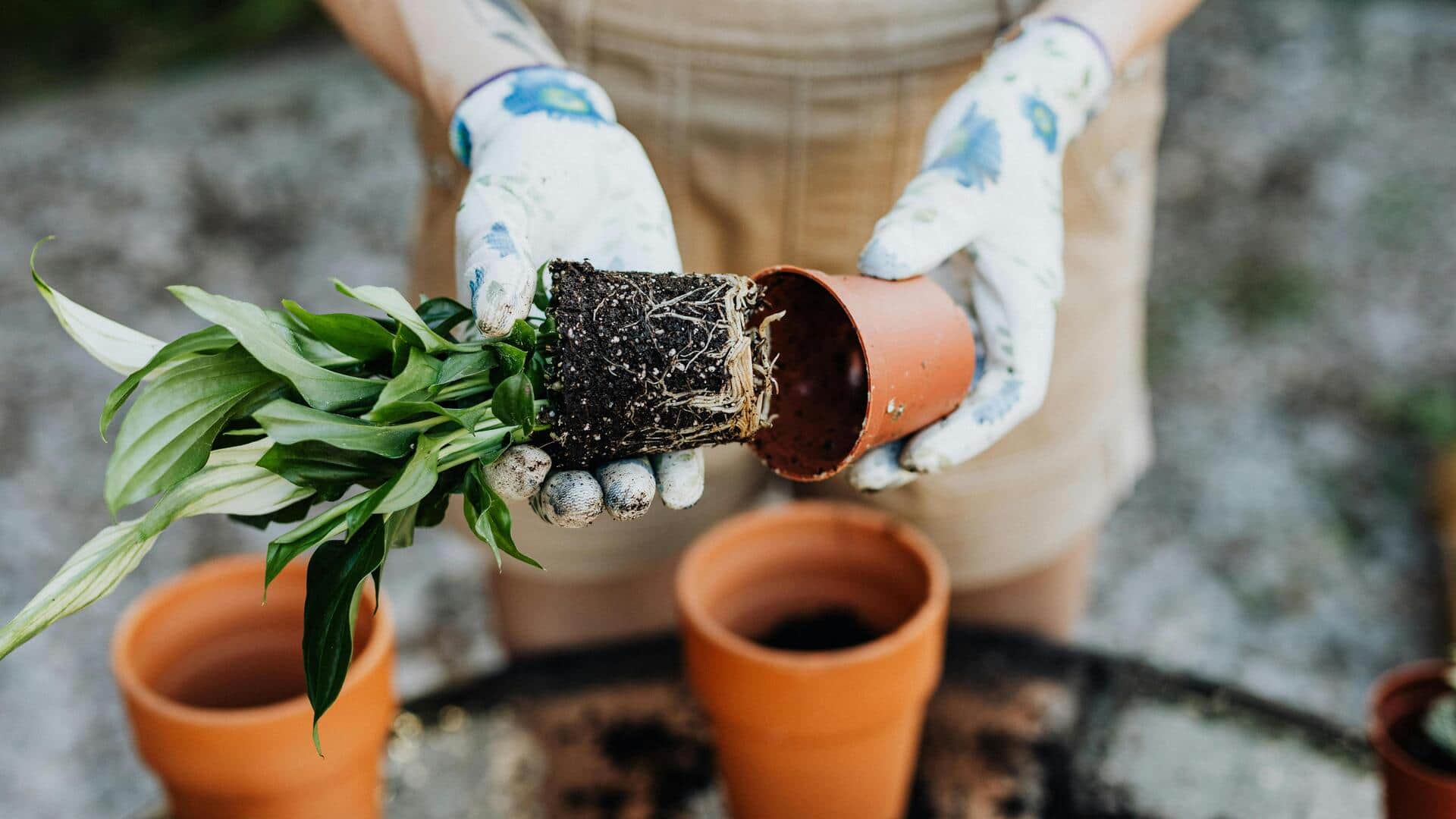 घर के गमलों में पौधों को दोबारा लगाते समय न करें ये गलतियां, नुकसान होगा कम