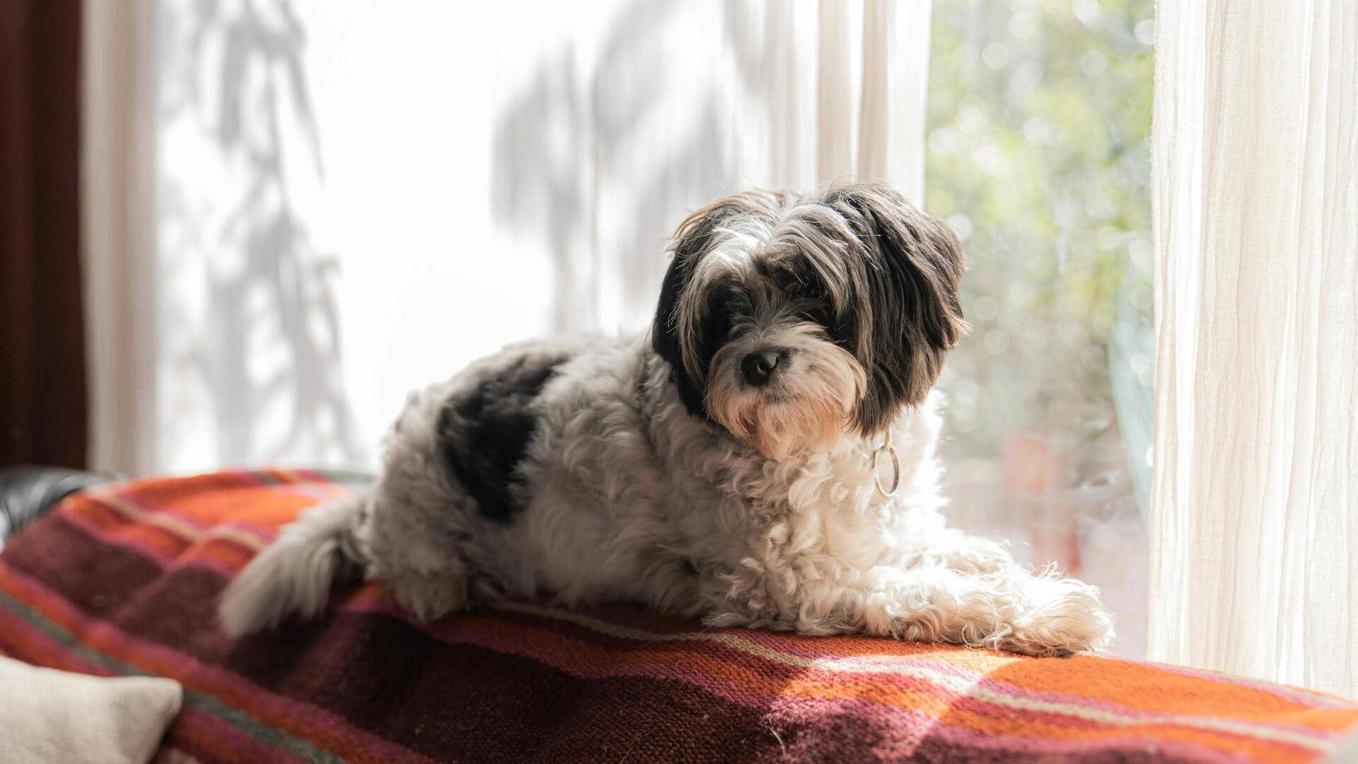 अपने शिह त्जु कुत्ते के फर की देखभाल करने के लिए अपनाएं ये 5 तरीके