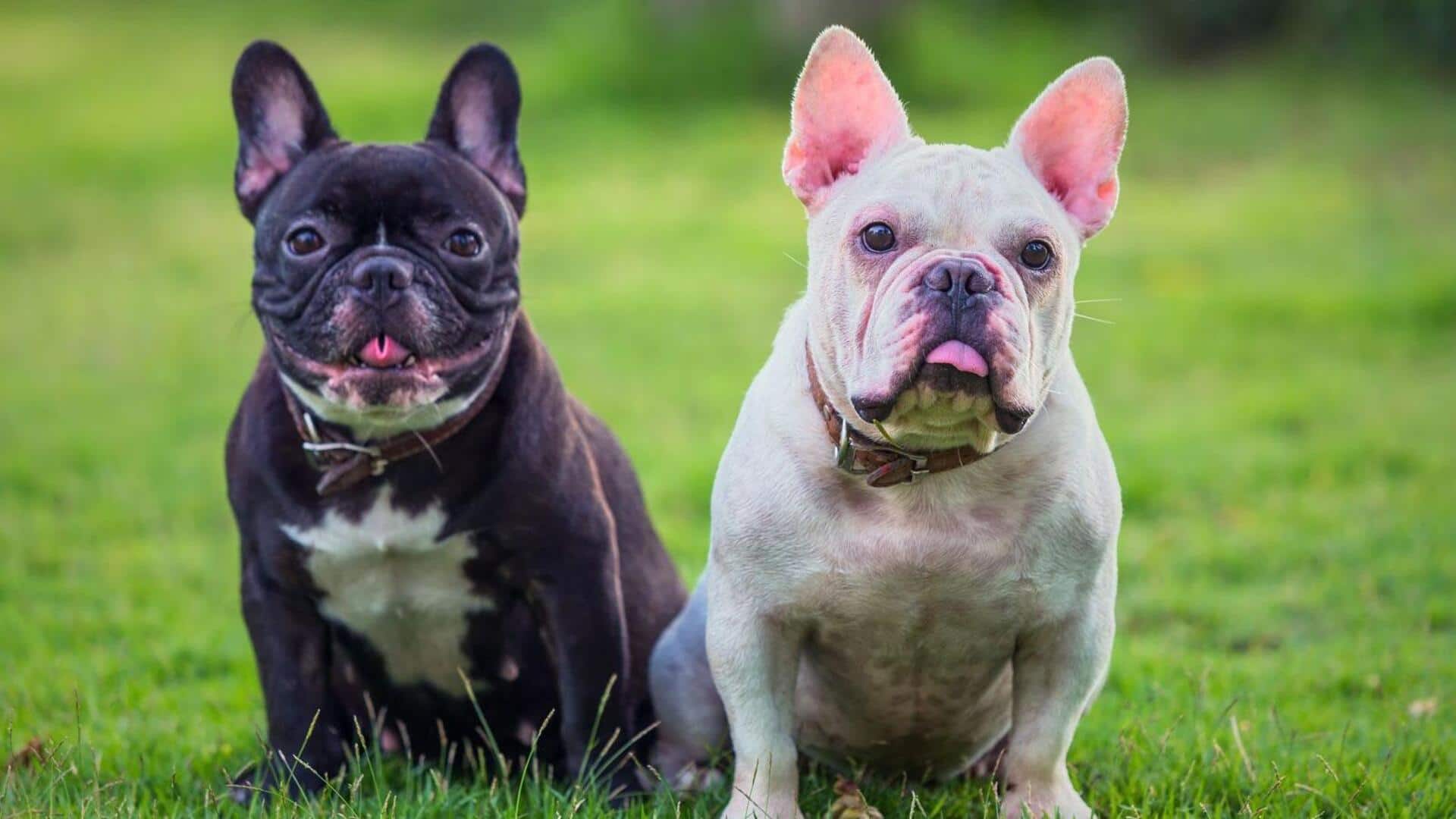 फ्रेंच बुल डॉग के पाचन तंत्र को स्वस्थ रखने के लिए अपनाएं ये 5 तरीके