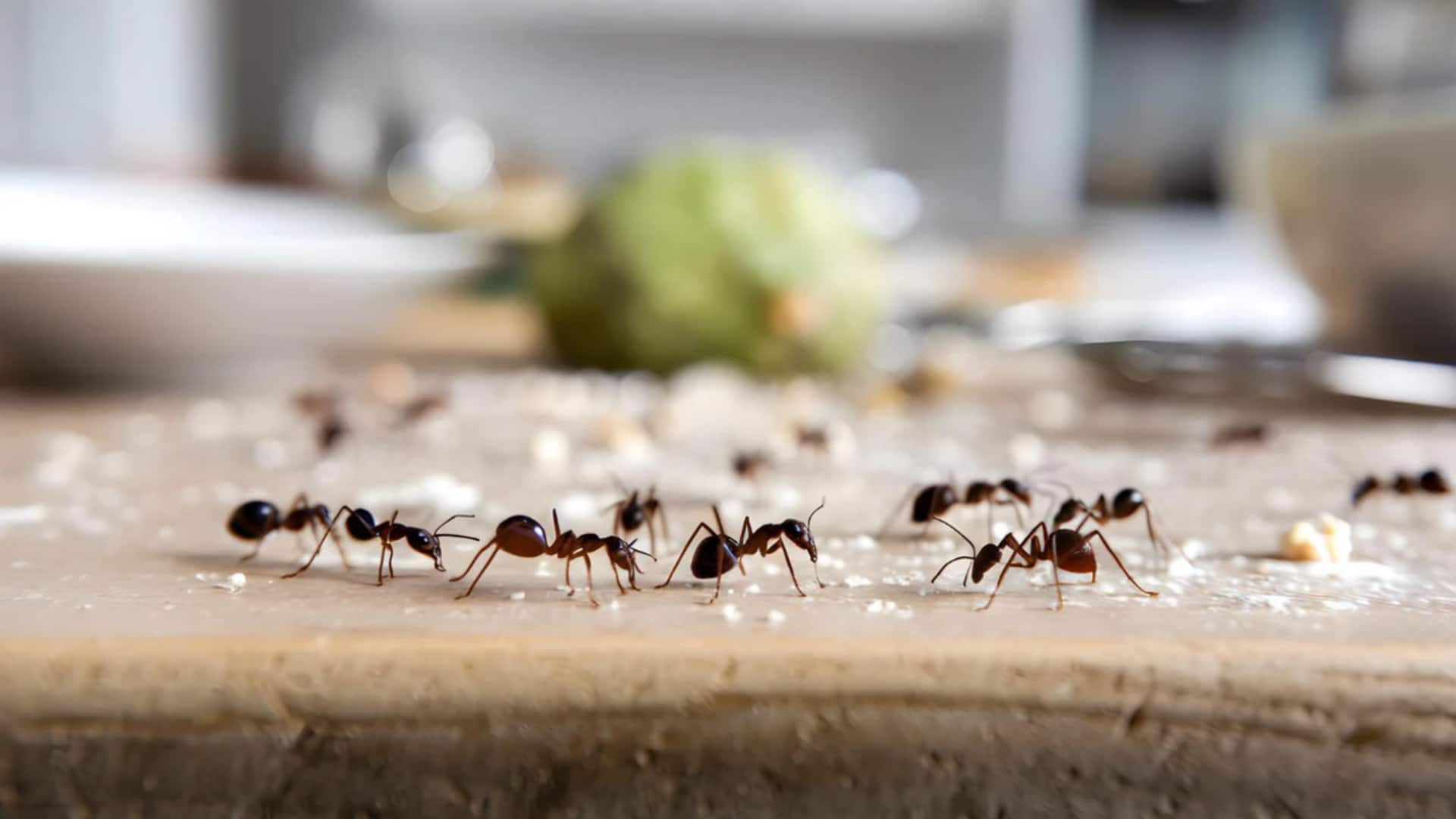 रसोई में हो गई हैं चींटियां? इन तरीकों से उन्हें भगाना हो जाएगा आसान