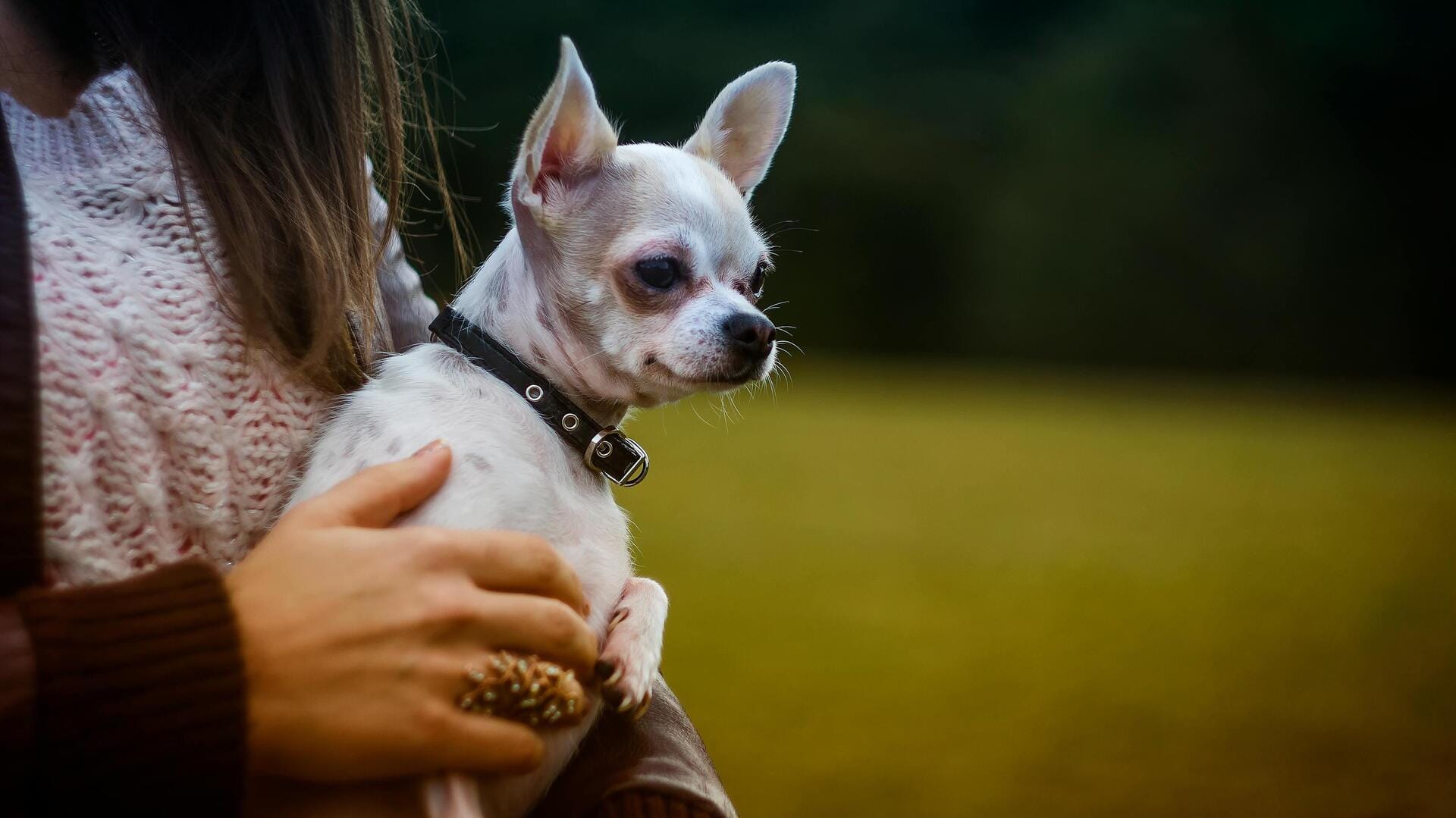 चिहुआहुआ कुत्ते को आक्रामक बनने से रोकने के लिए अपनाएं ये 5 सुझाव