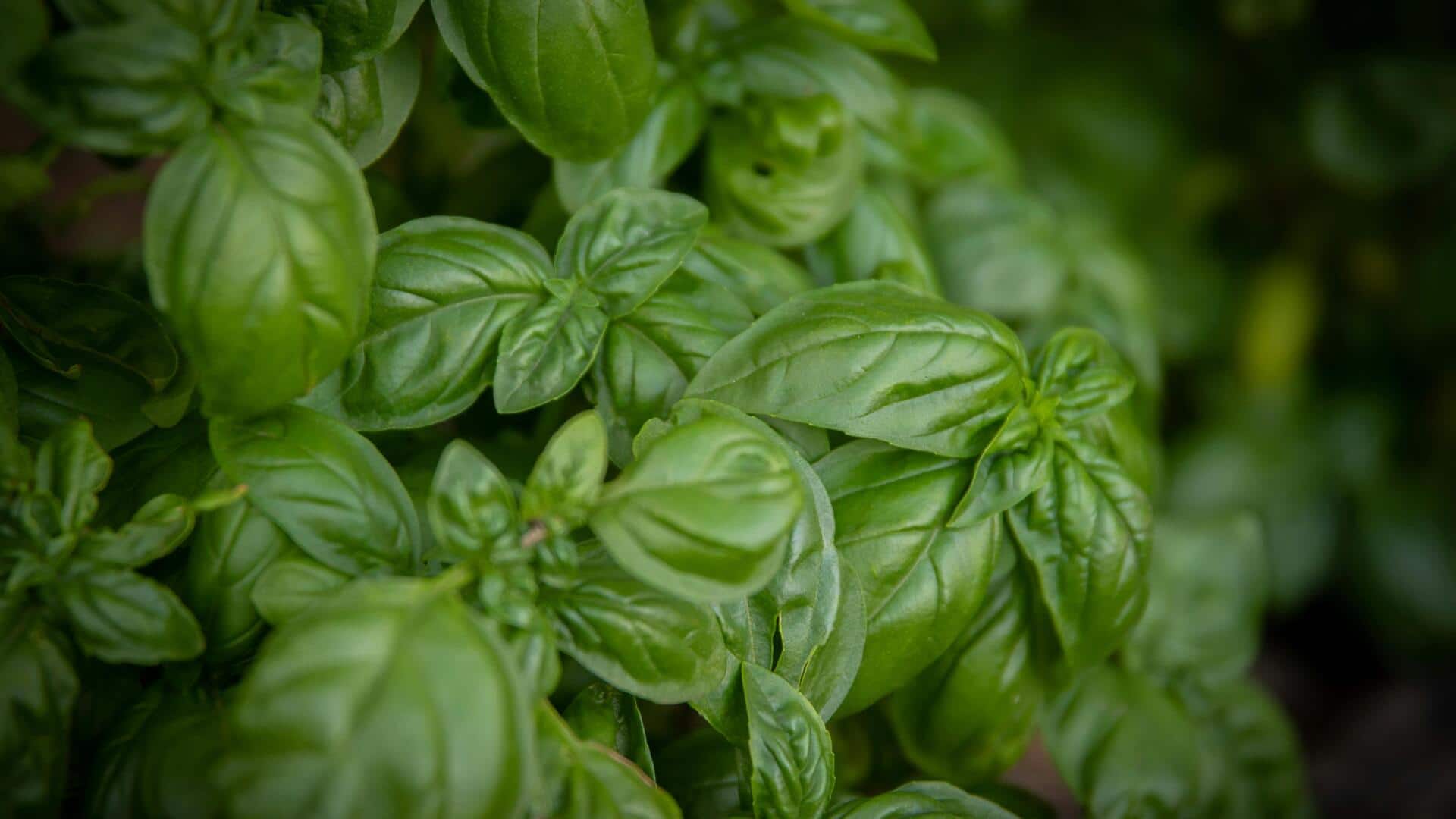 तुलसी के सेवन से मिल सकते हैं कई फायदे, जानिए 5 महत्वपूर्ण लाभ