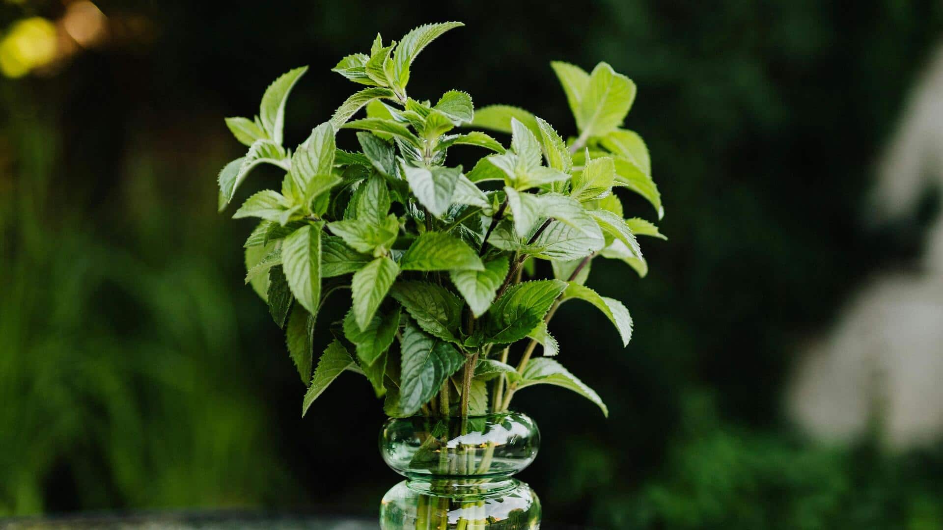 स्वास्थ्य के प्रति जागरूक लोग पुदीने को क्यों बना रहे हैं अपनी डाइट का हिस्सा?