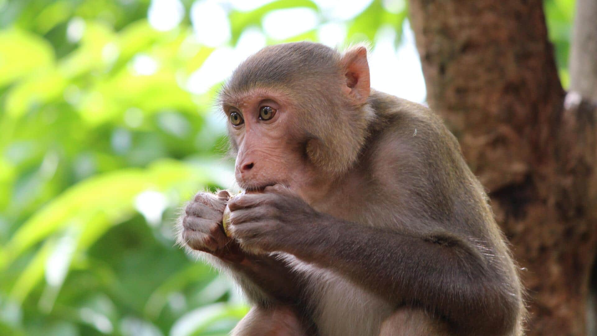 उत्तर प्रदेश में 'मंकी हाइस्ट': रामपुर में बंदरों ने चोरी किए 1.5 लाख रुपये 
