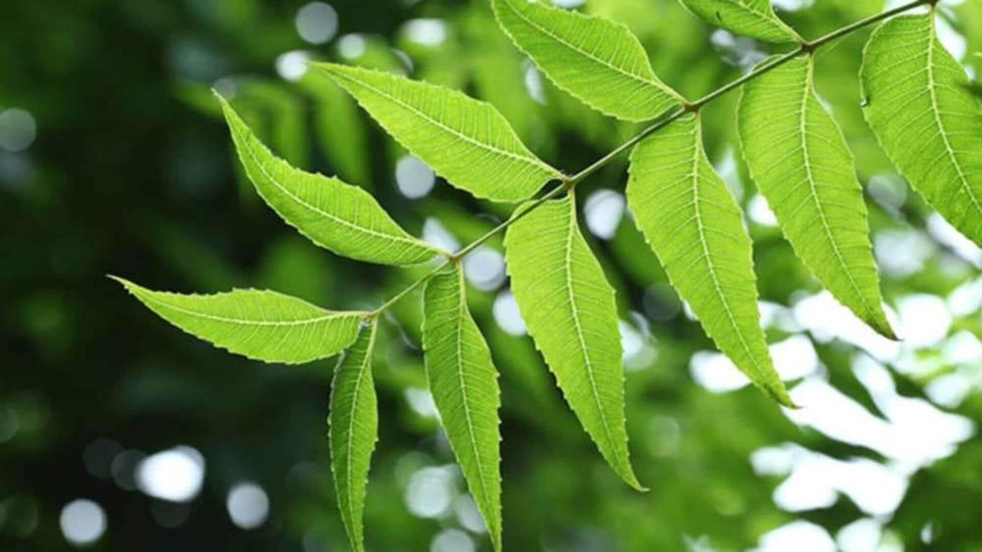 मानसून के दौरान त्वचा और स्वास्थ्य को स्वस्थ रखने के लिए नीम का करें इस्तेमाल