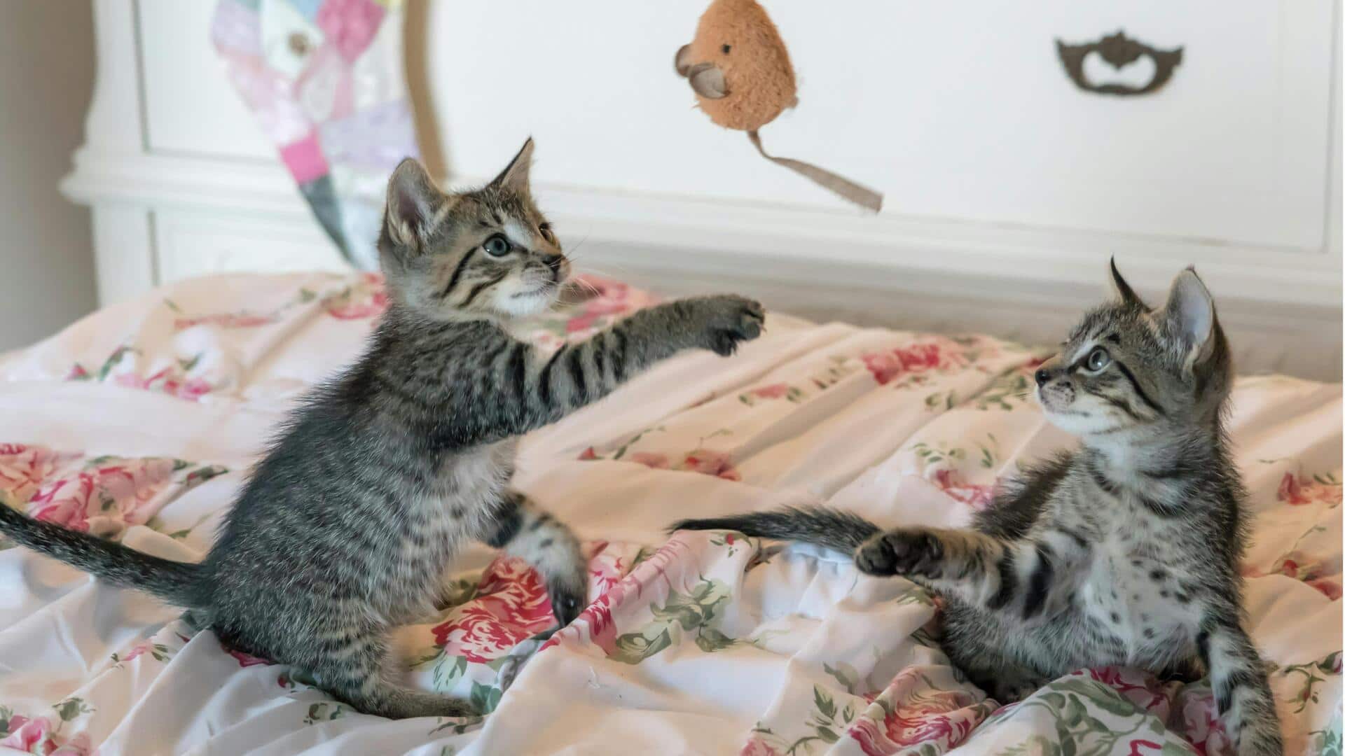 दूसरी बिल्ली घर ला रहे हैं तो इस तरह करवाएं दोनों बिल्लियों की आपस में दोस्ती 