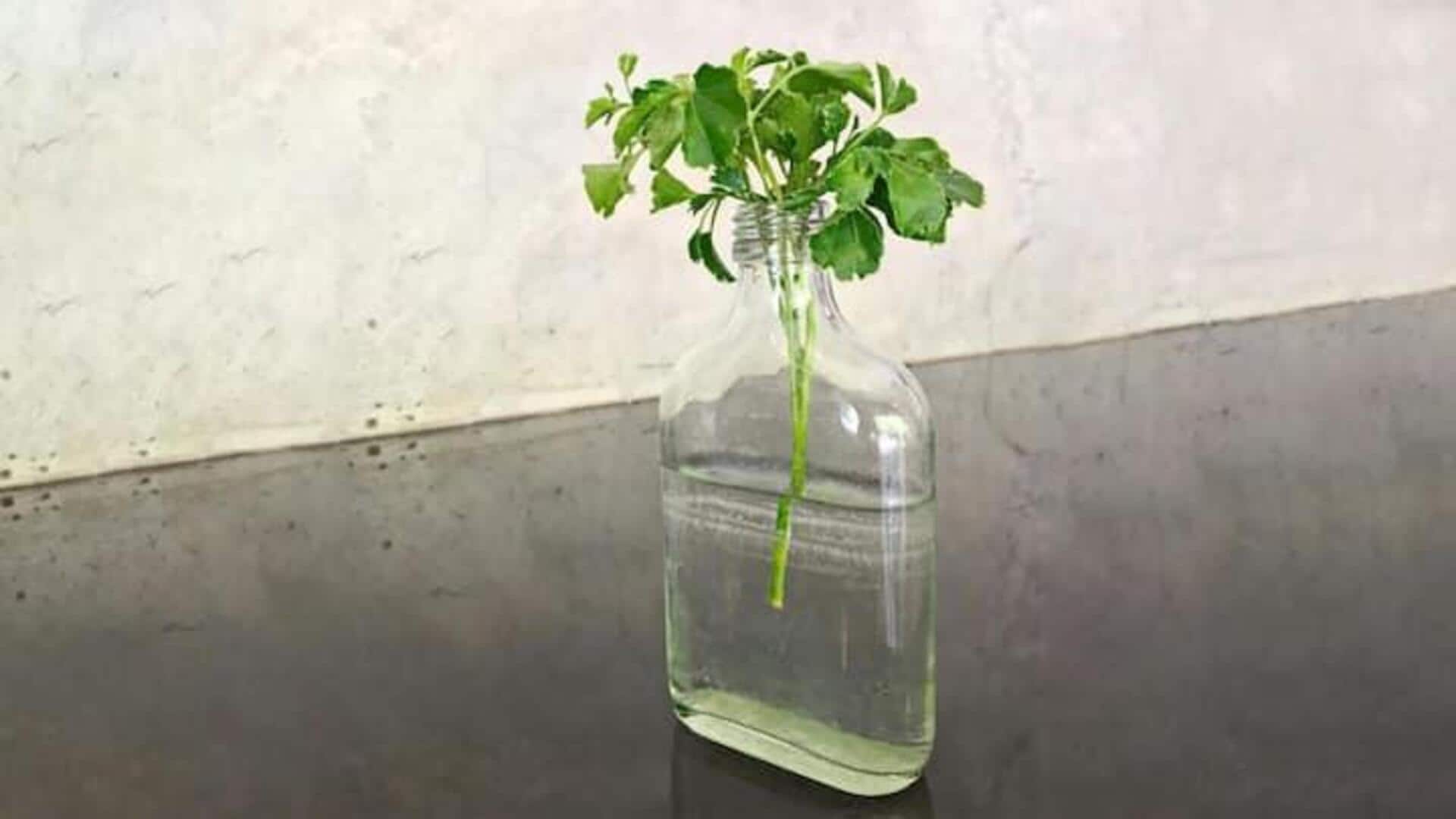 पानी में उगाया जा सकता है पत्तेदार धनिया, जानिए कैसे
