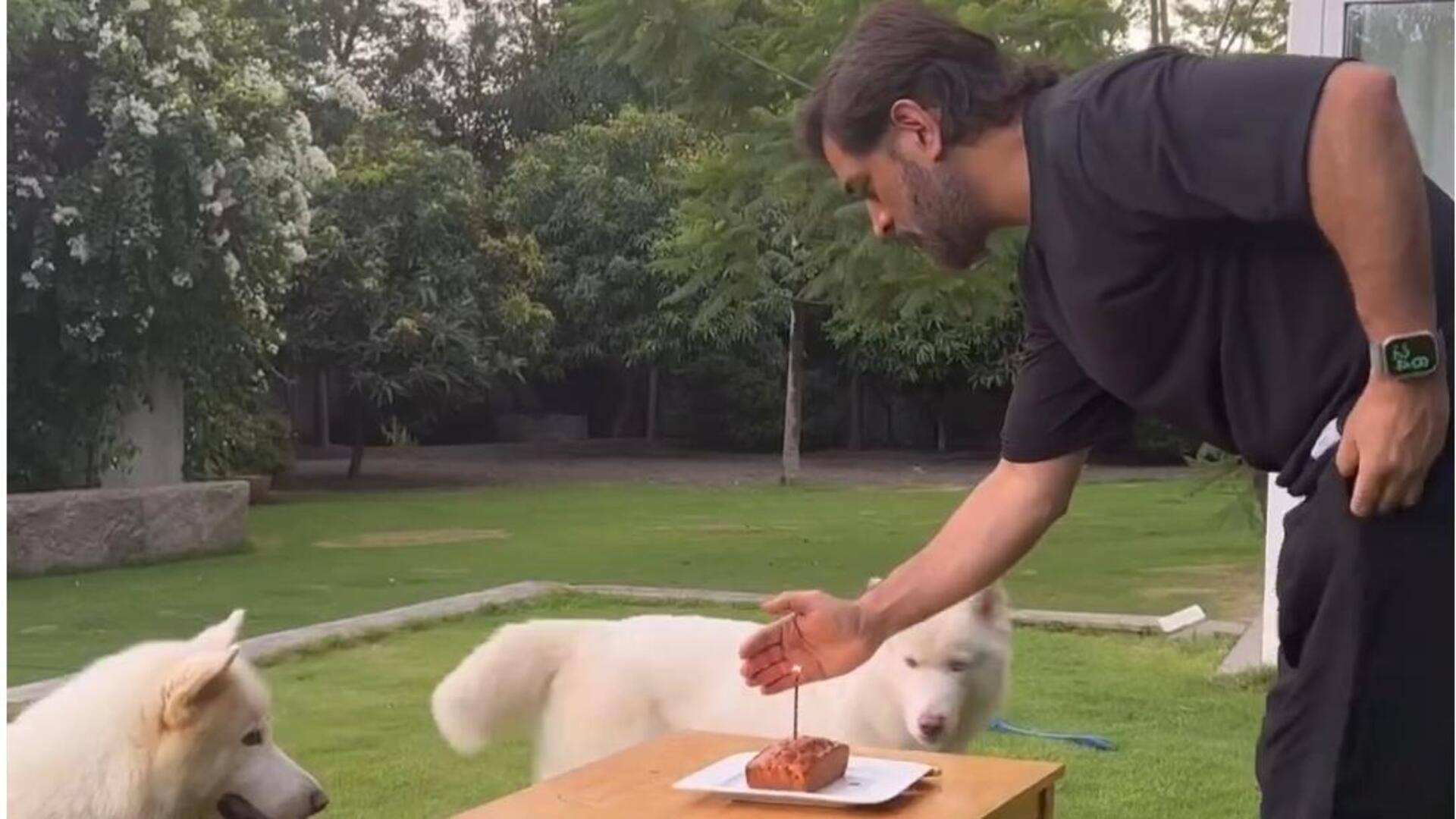 महेंद्र सिंह धोनी ने पालतू कुत्तों के साथ मनाया जन्मदिन, इंस्टाग्राम पर शेयर किया वीडियो