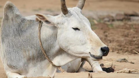 पशुपालन के दौरान धूल के संपर्क में आने से बिगड़ सकता है आंत का स्वास्थ्य- अध्ययन