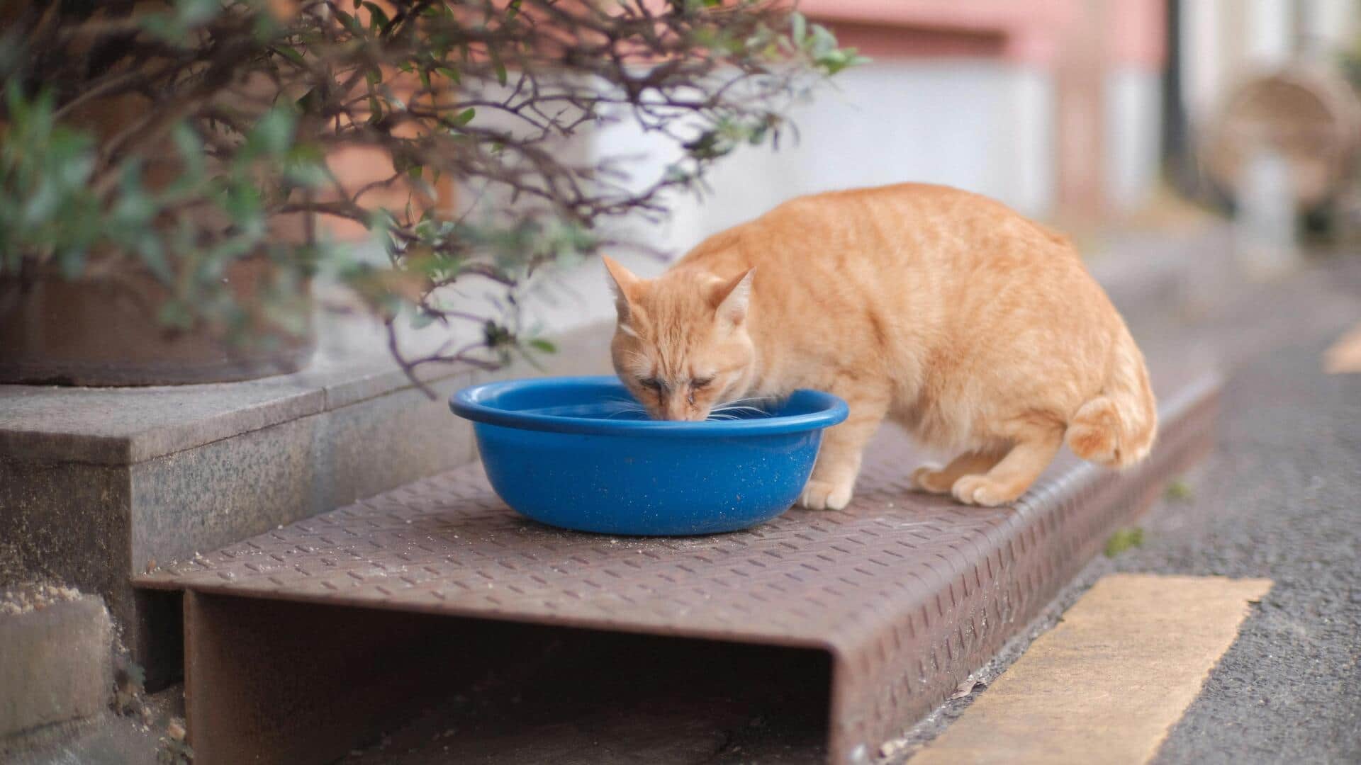 अपनी बिल्ली को पानी पीने के लिए प्रेरित करने के लिए आजमाएं ये 5 तरीके