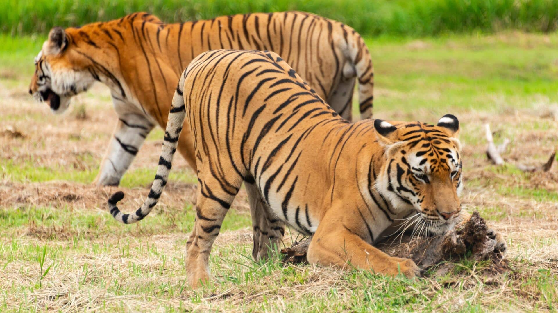 तमिलनाडु: नीलगिरी में 40 दिन में 10 बाघ ने दम तोड़ा, कारण जानने पहुंची टीम