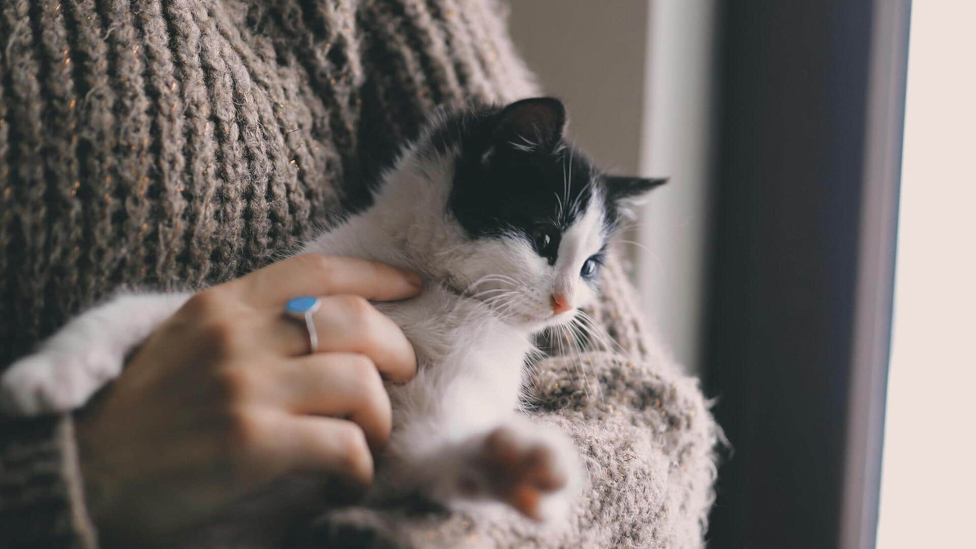 घर पर बिल्ली को ट्रेन करने के लिए अपनाएं ये 5 सरल और प्रभावी तरीके