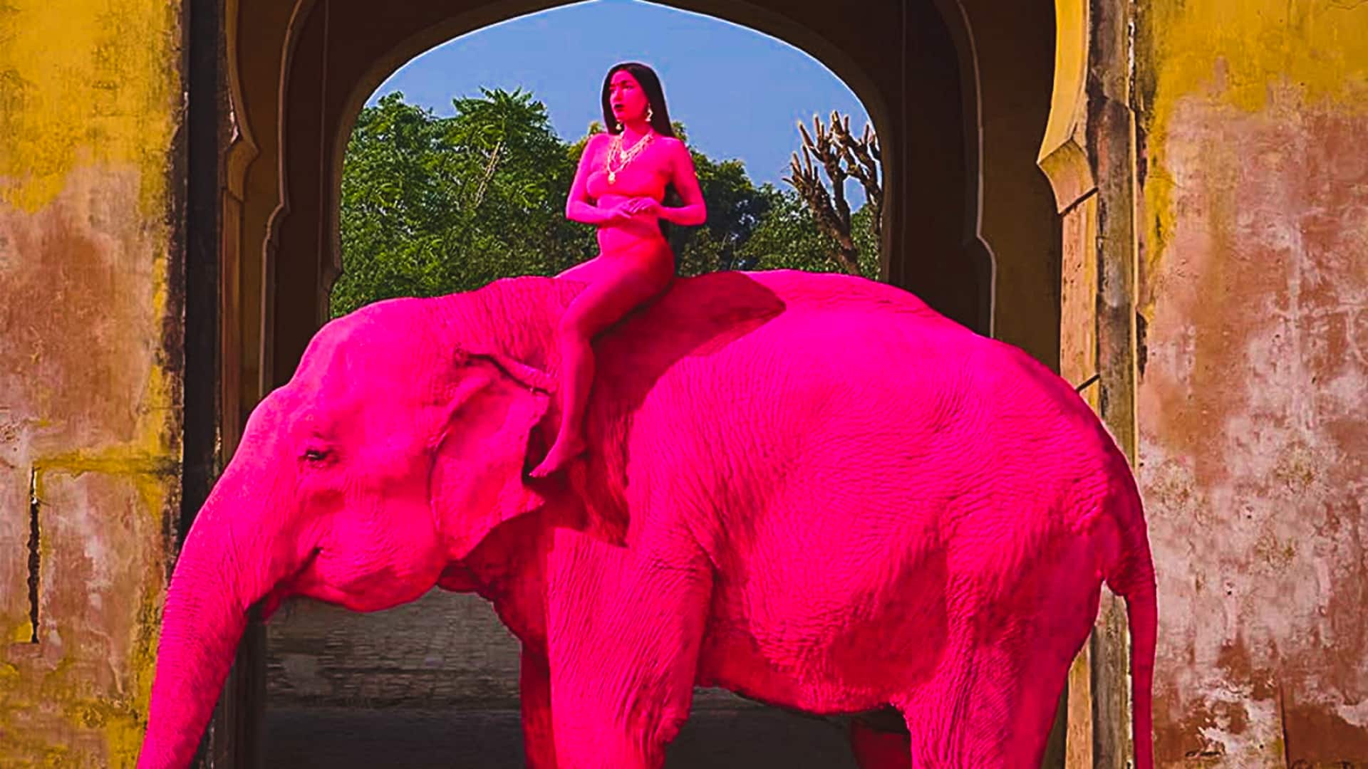 जयपुर में रूसी फोटोग्राफर और गुलाबी हाथी को लेकर क्या है विवाद? फोटोशूट के बाद मौत