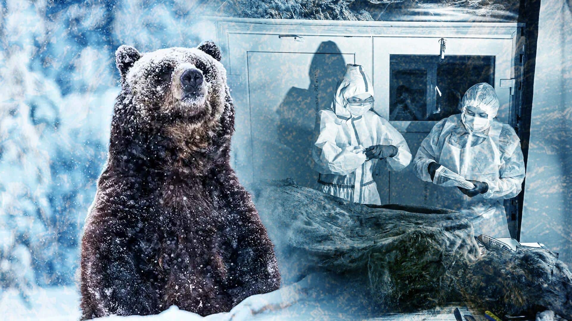 3,500 साल से बर्फ में जमा भूरा भालू मिला, वैज्ञानिकों ने किया विश्लेषण