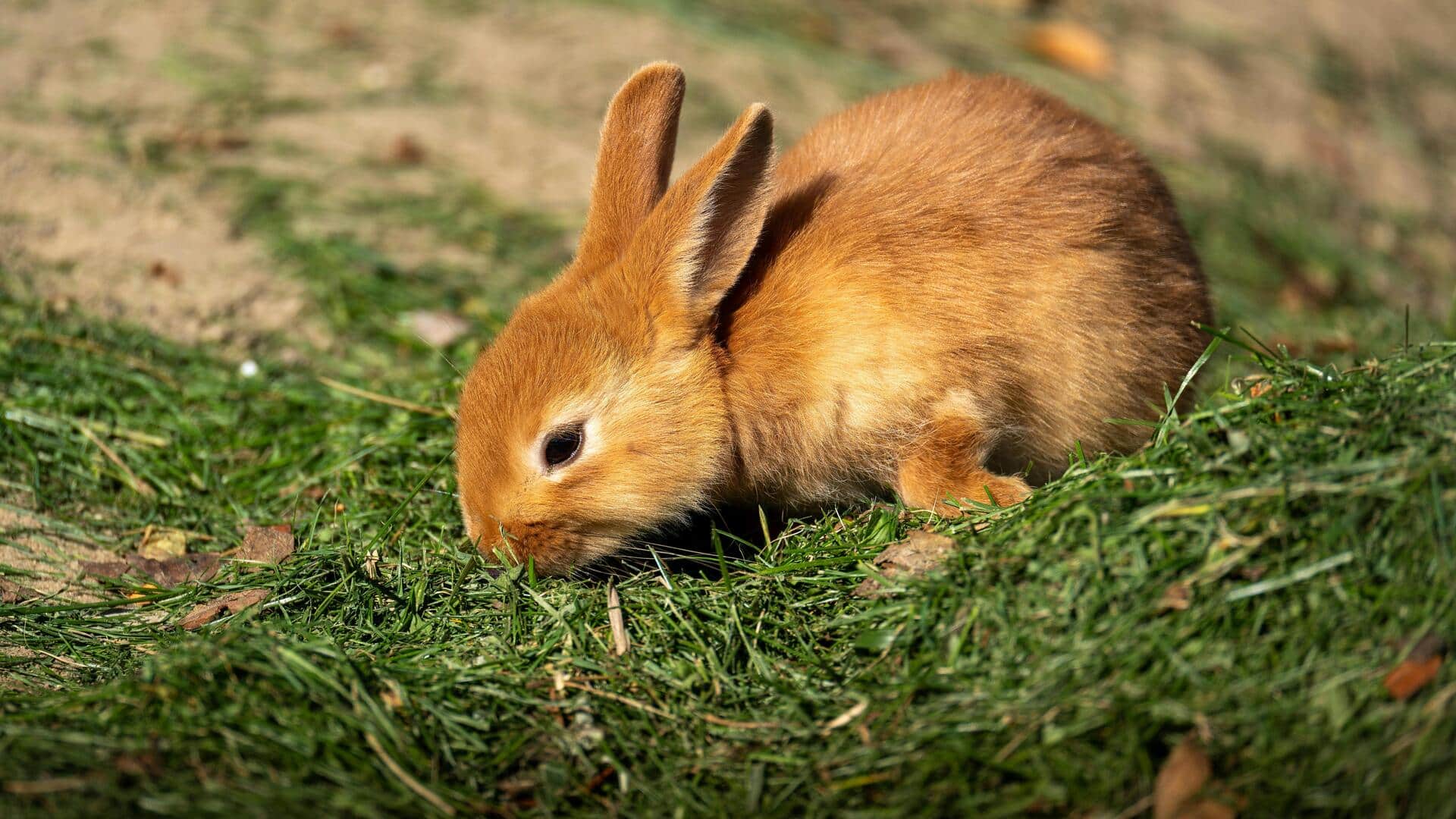 खरगोश को ट्रेन करने के लिए अपनाएं ये 5 तरीके, होगा फायदा