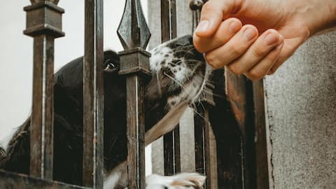प्रशिक्षित कुत्ते सटीकता से लगा सकते हैं पार्किंसंस रोग का पता, अध्ययन में हुआ खुलासा