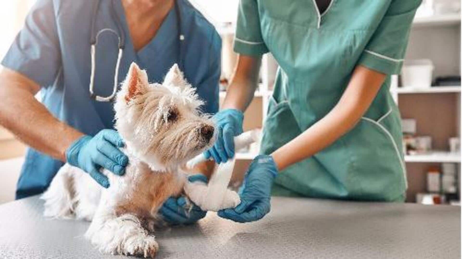 एक अनुभवी पशु चिकित्सक की तलाश कर रहे हैं? इन 5 बातों पर दें ध्यान