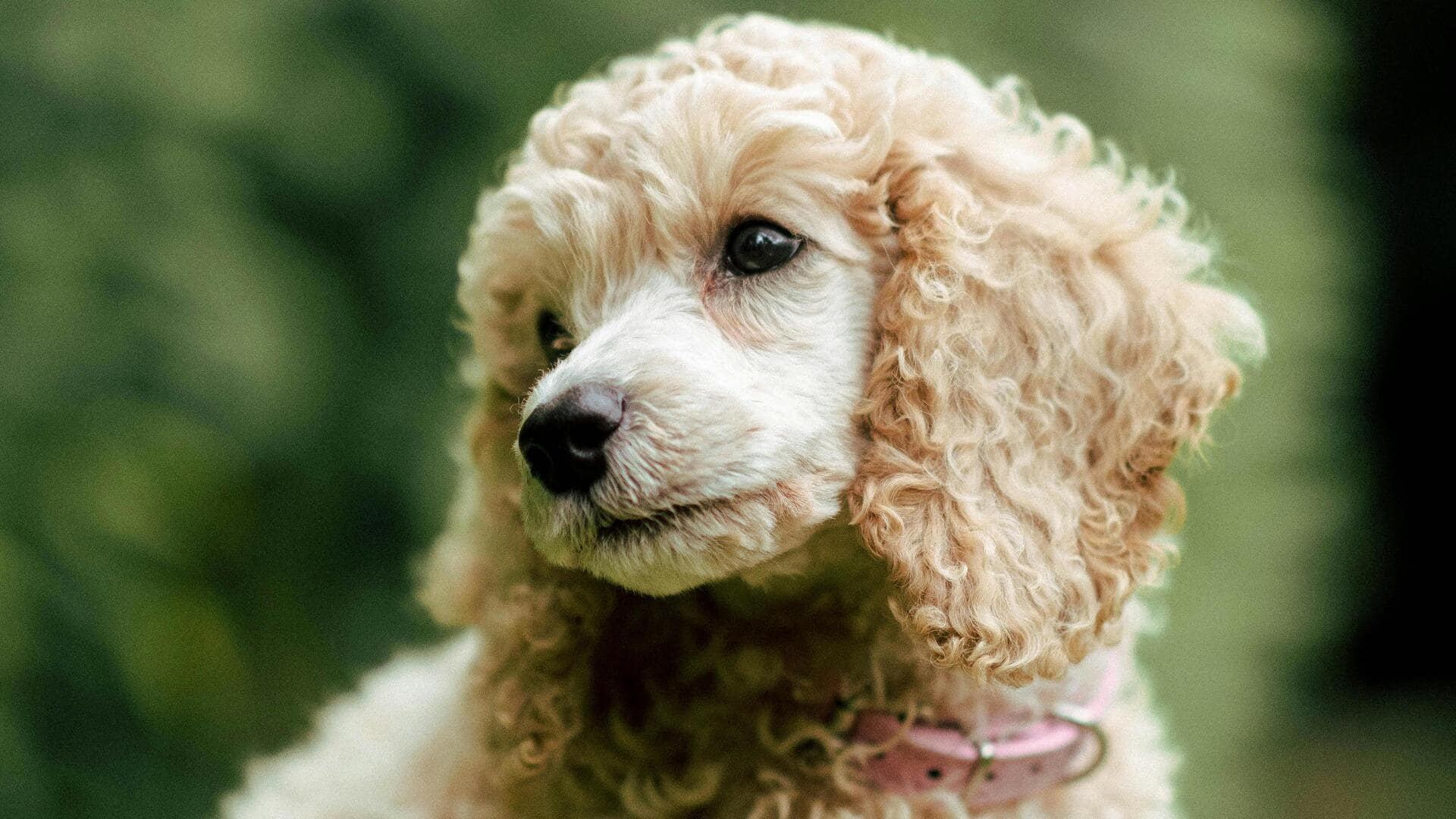 पूडल कुत्ता पालने की योजना है? पहले जान लें इस प्रजाति के बारे में सब कुछ 