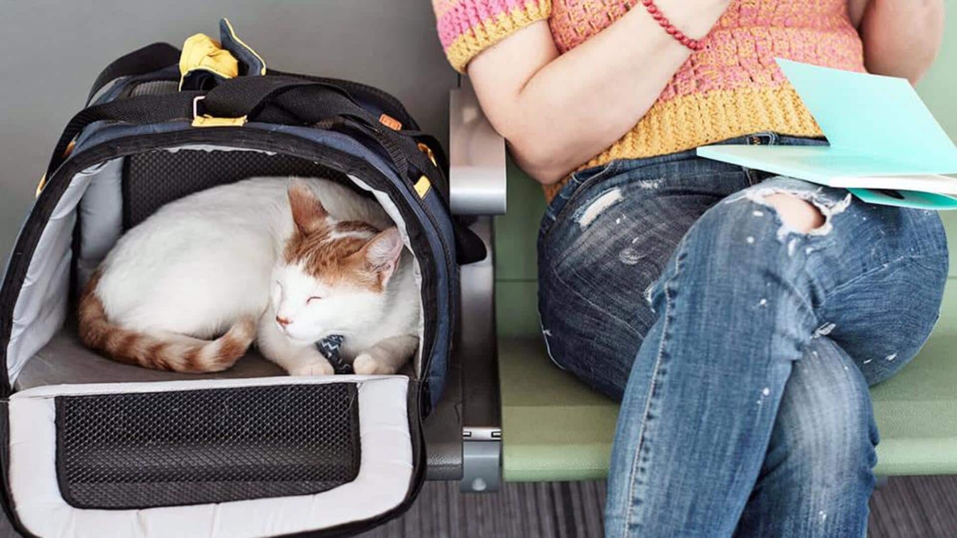 अपनी बिल्ली के साथ हवाई यात्रा करने जा रहे हैं? इन बातों का रखें ध्यान