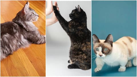 बड़ी ही होनहार हैं ये बिल्लियां, अपनी प्रतिभा से बनाए हैं कई बड़े विश्व रिकॉर्ड