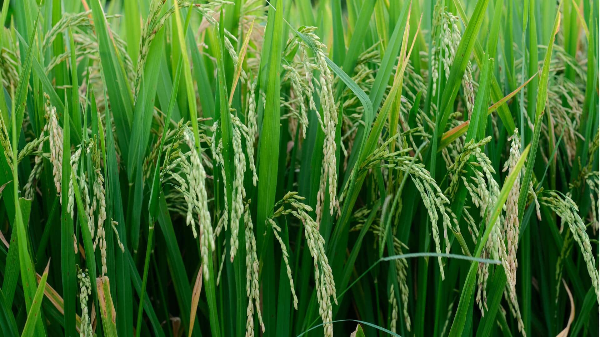 FCI ने इथेनॉल निर्माताओं को खरीद लागत से 40 प्रतिशत कम दाम पर बेचा चावल