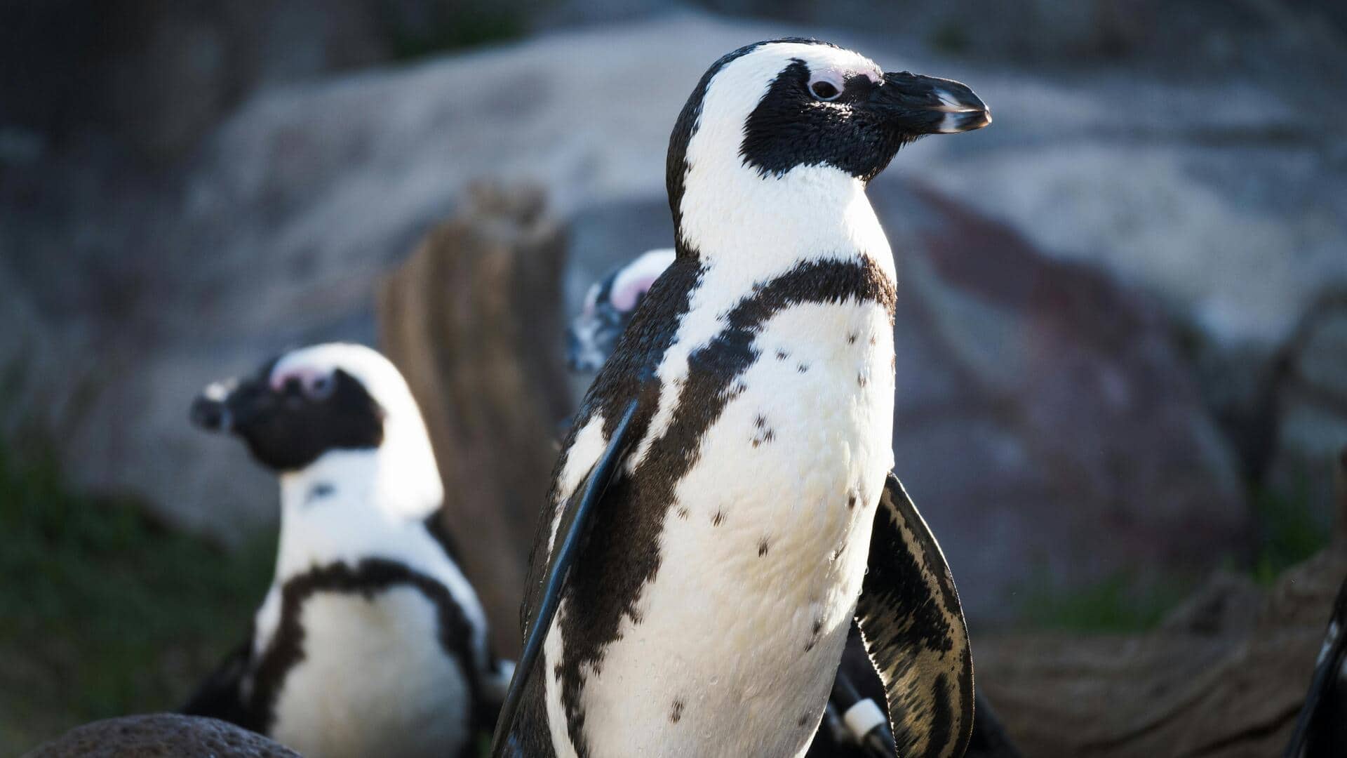 सहारन चींटी से लेकर पेंगुइन तक: चरम मौसम में भी जीवित रह सकते हैं ये जानवर